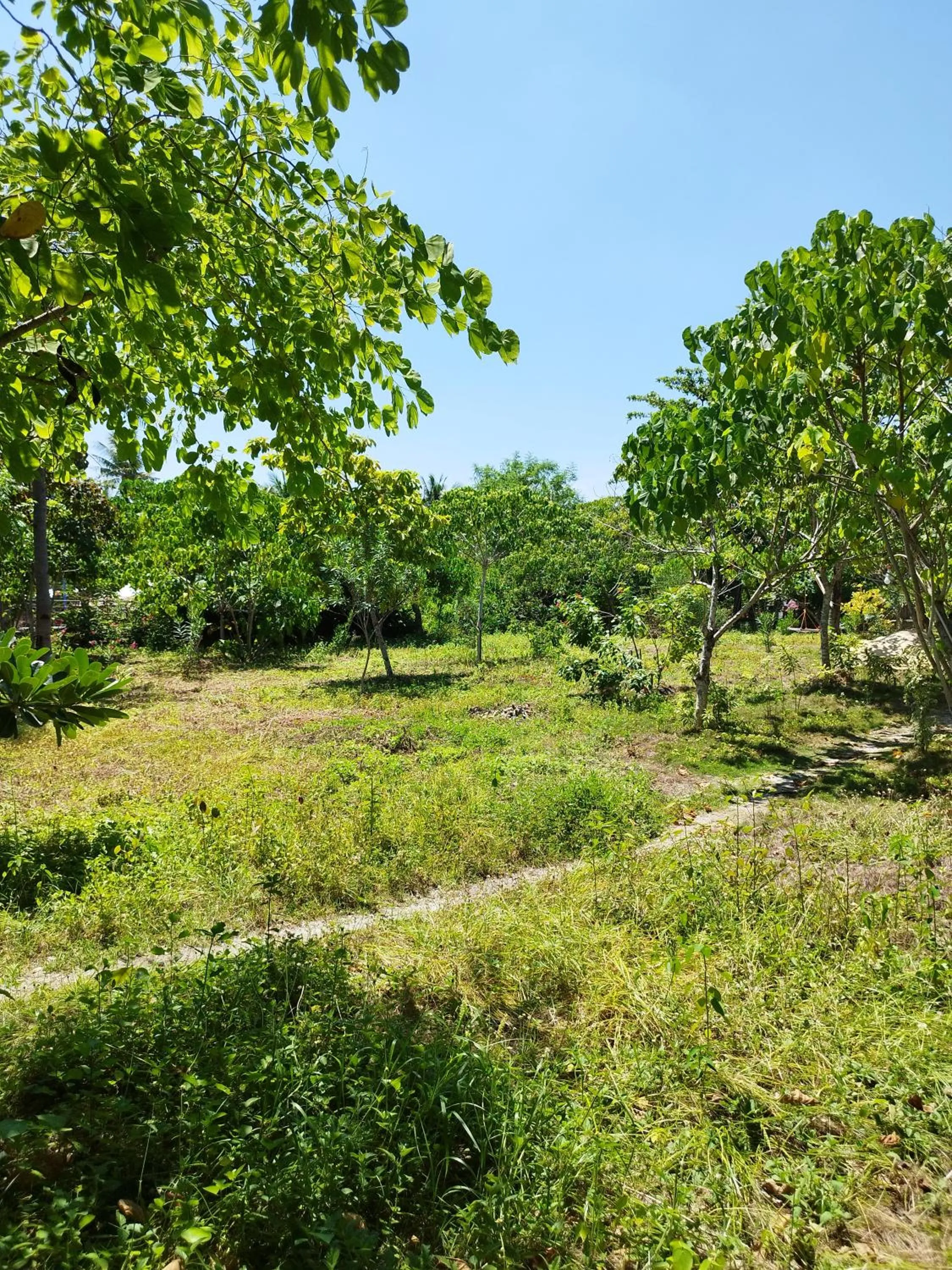 Garden in Celtis Resort