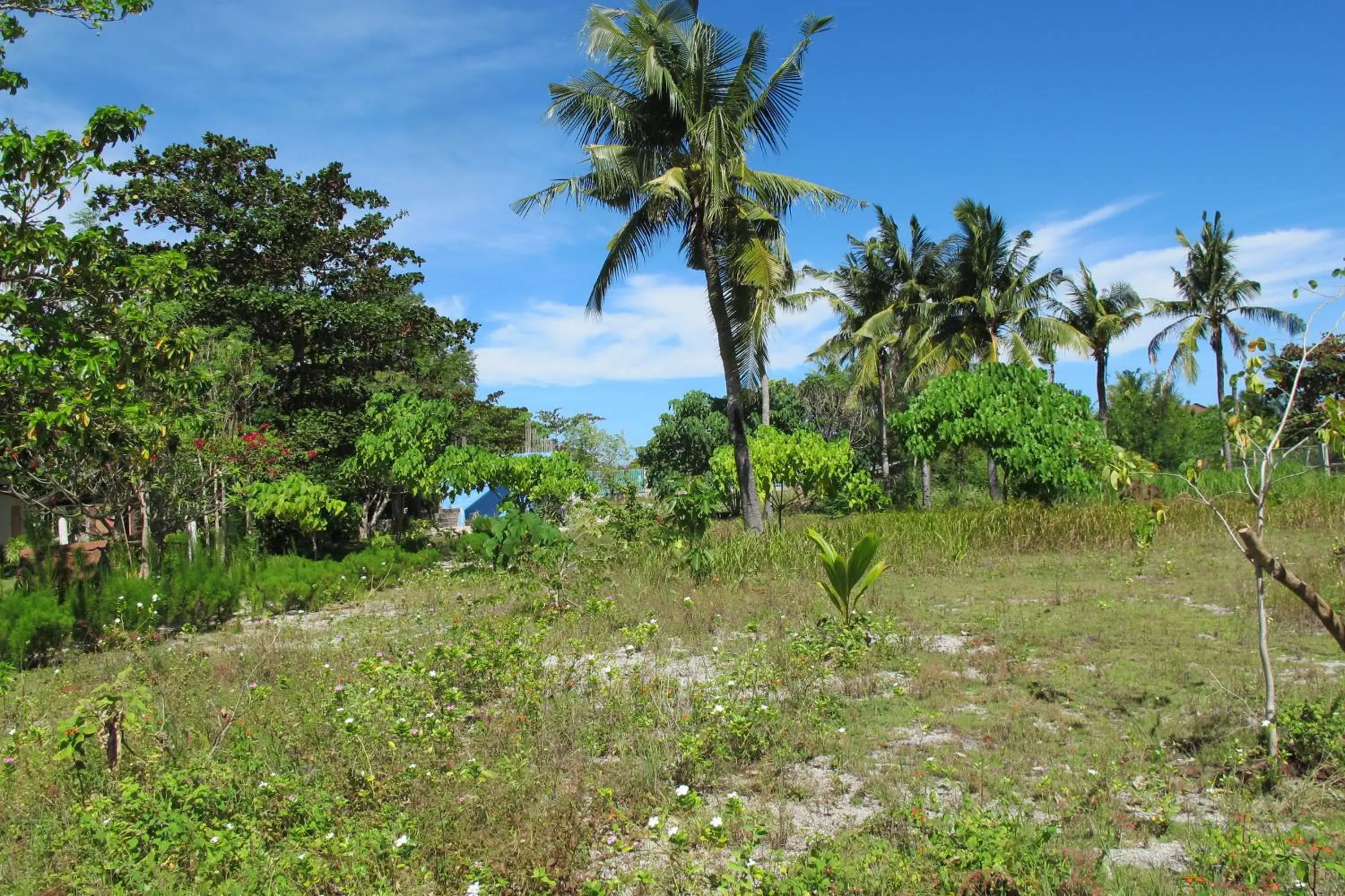 Garden view in Celtis Resort Garden view in Celtis Resort