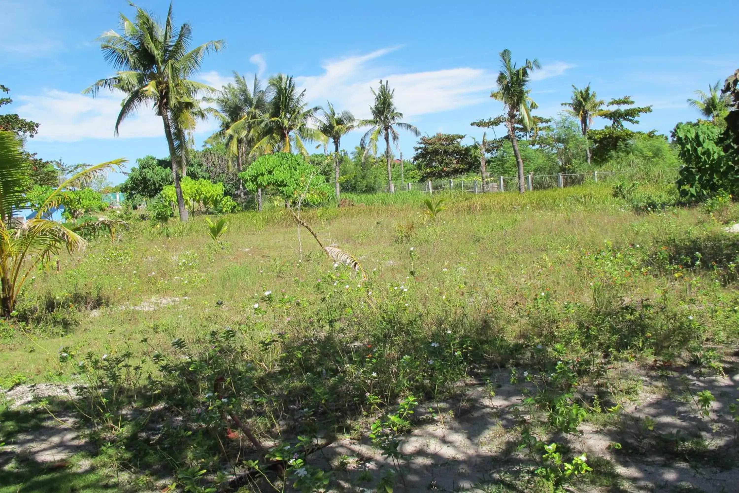 Garden view in Celtis Resort Garden view in Celtis Resort