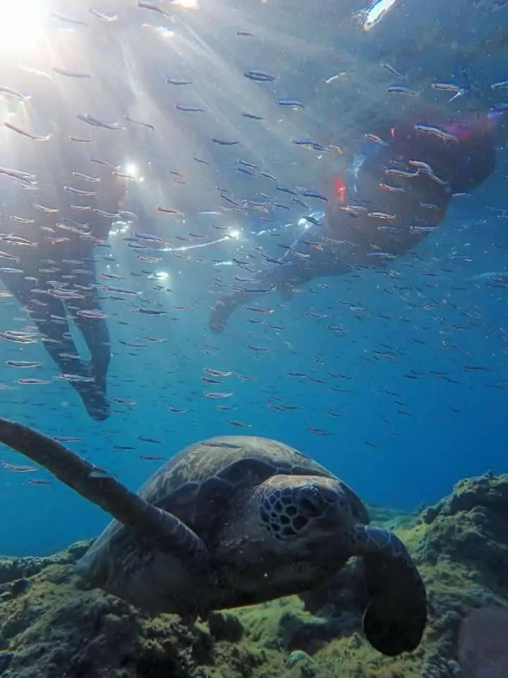 Diving in Xiaoliuqiu Happy House B&B