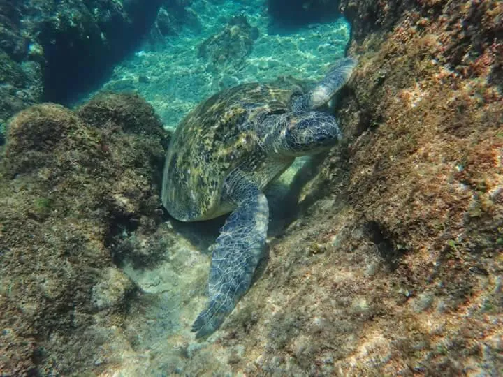 Diving in Xiaoliuqiu Happy House B&B