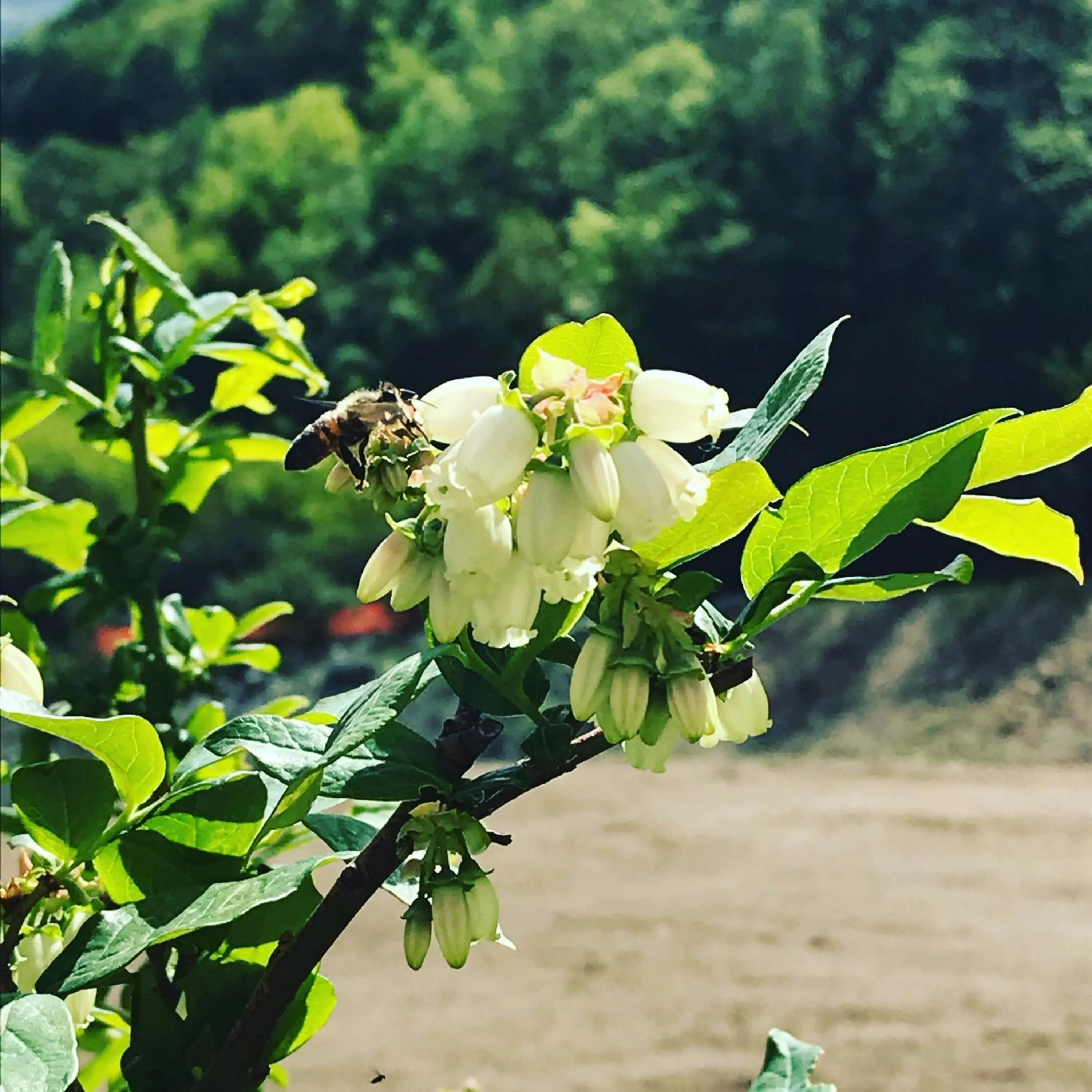 Spring in B&B Valtilí