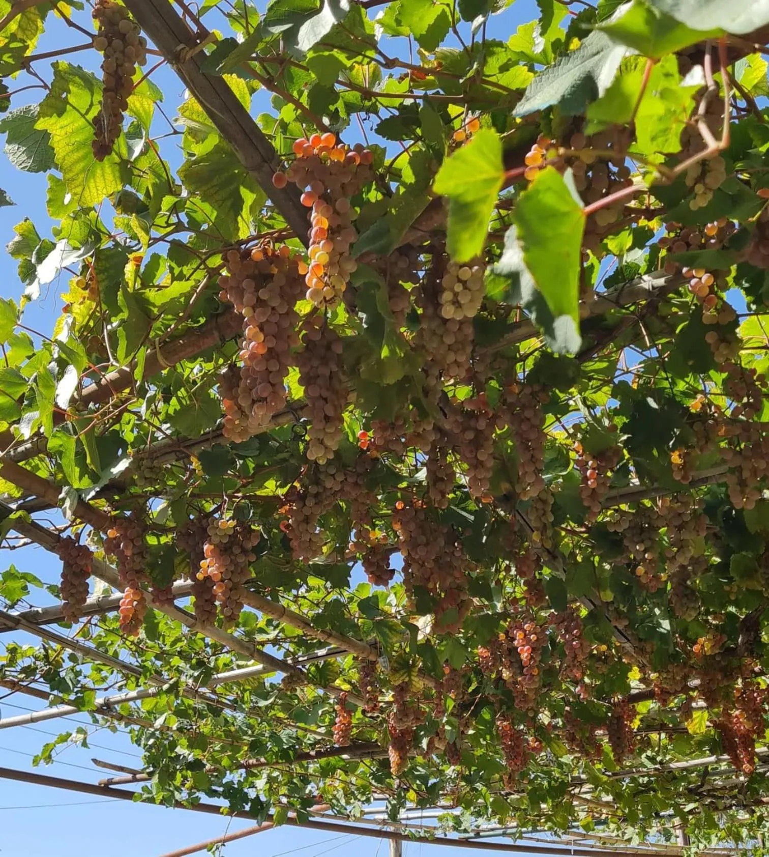 Spring in Safari House Tbilisi Wine & Family Hotel