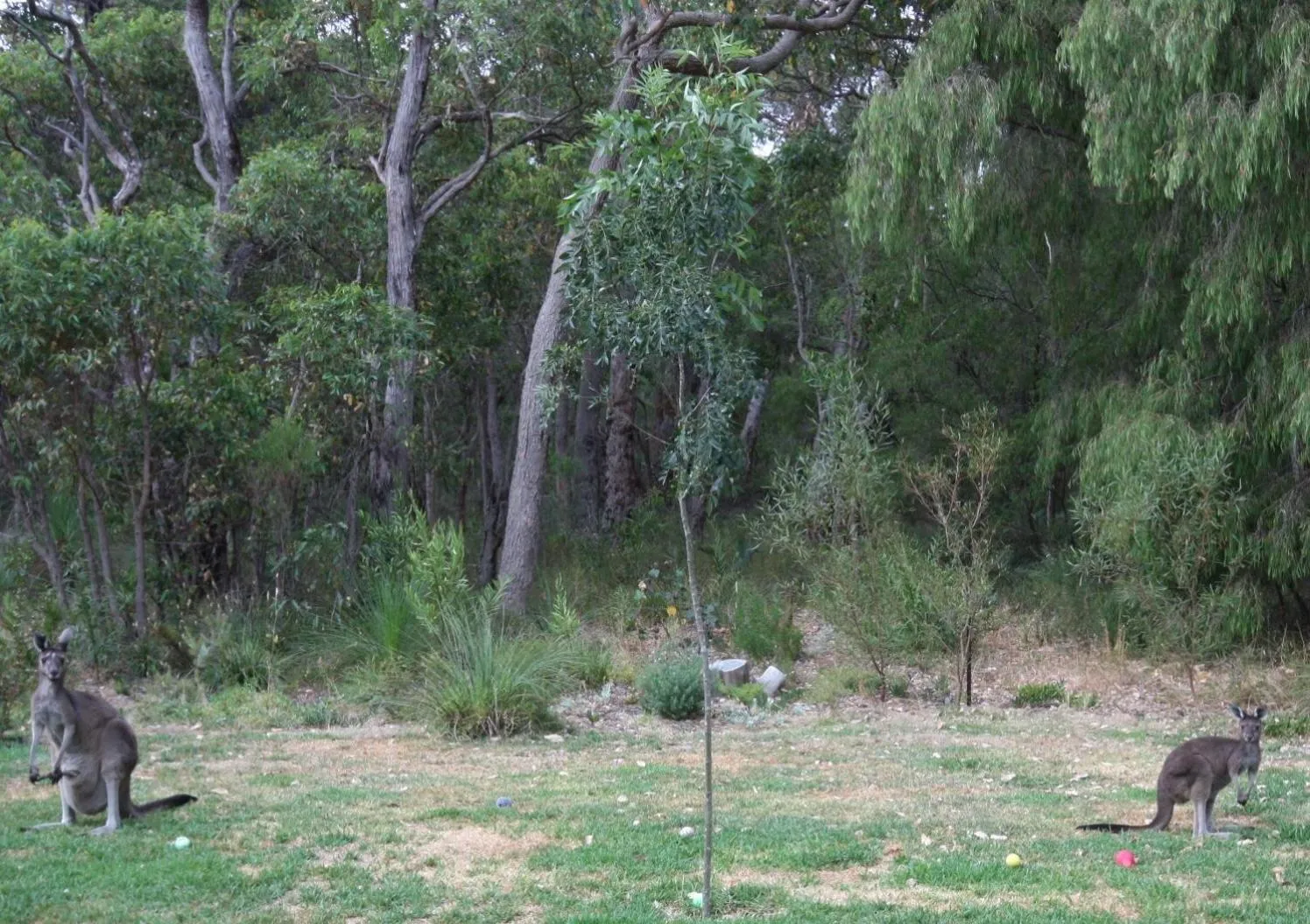 Animals in Margaret River Bed & Breakfast