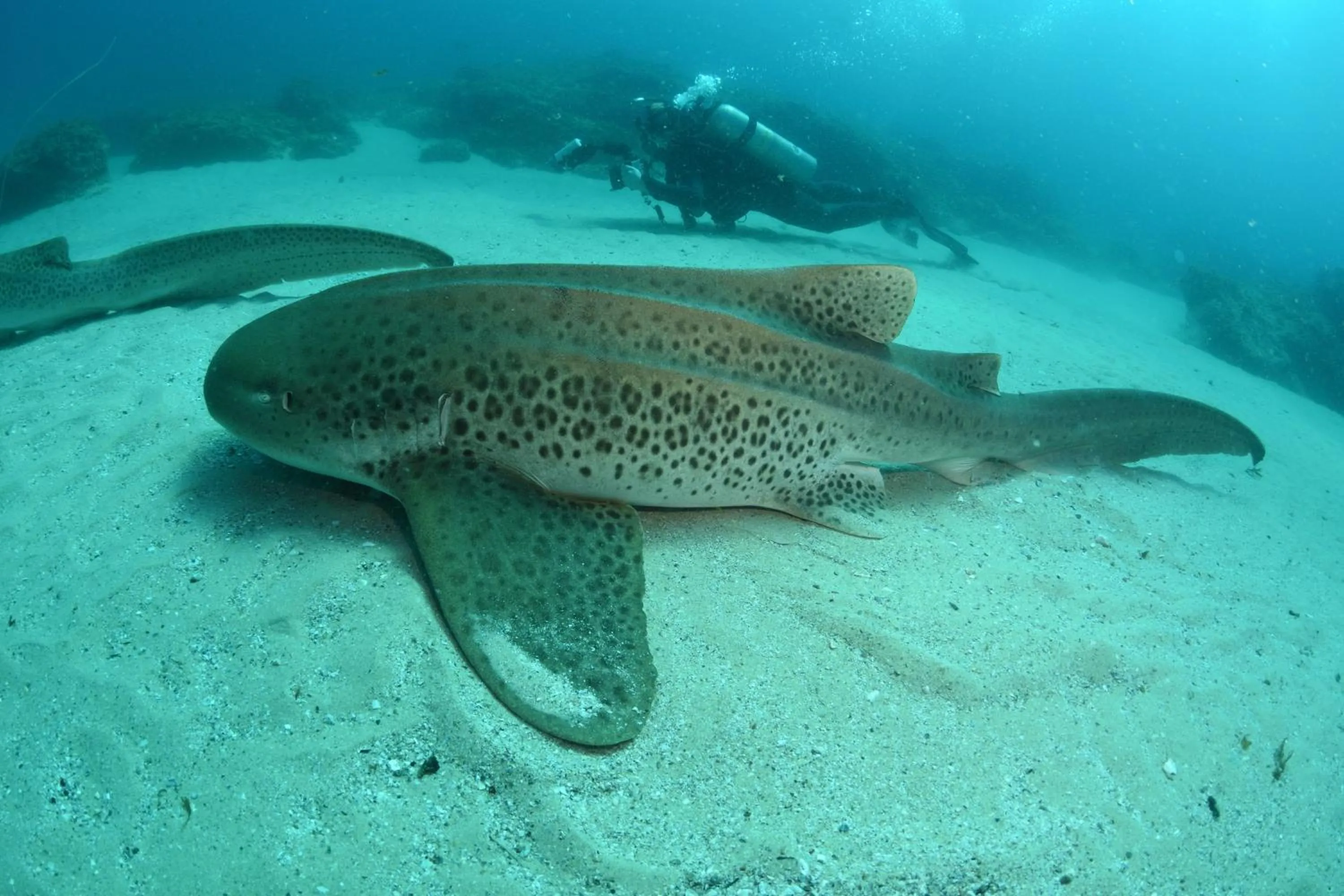 Diving in Pandanus Palms Holiday Resort