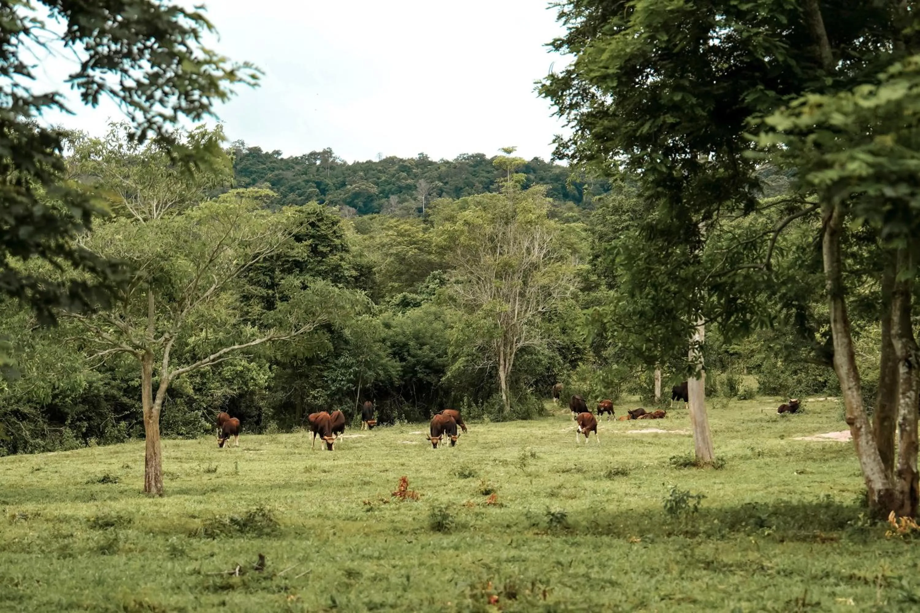 Tolani Resort Kui Buri