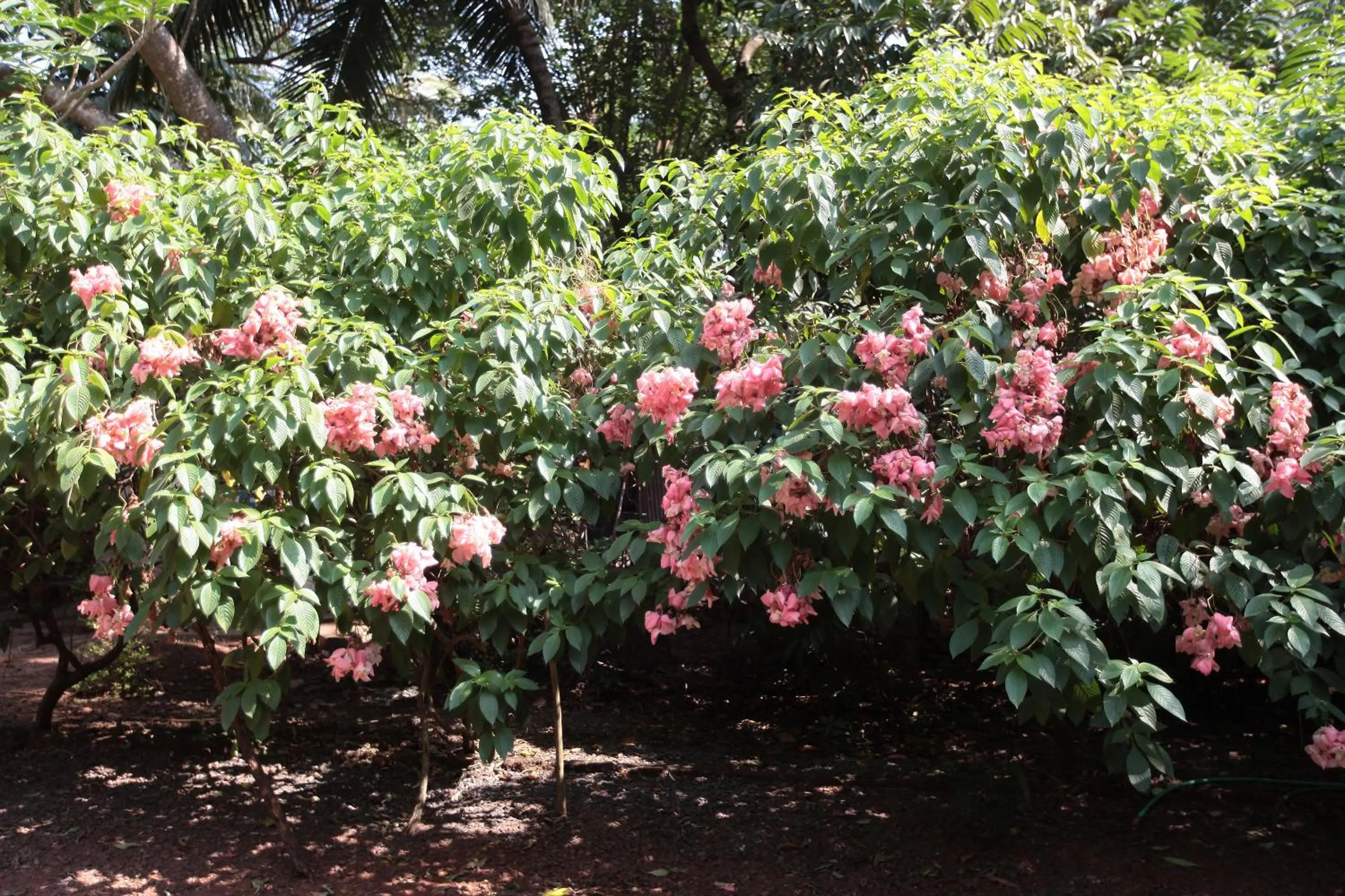 Garden in Presa di Goa - Managed by Smith and Appy