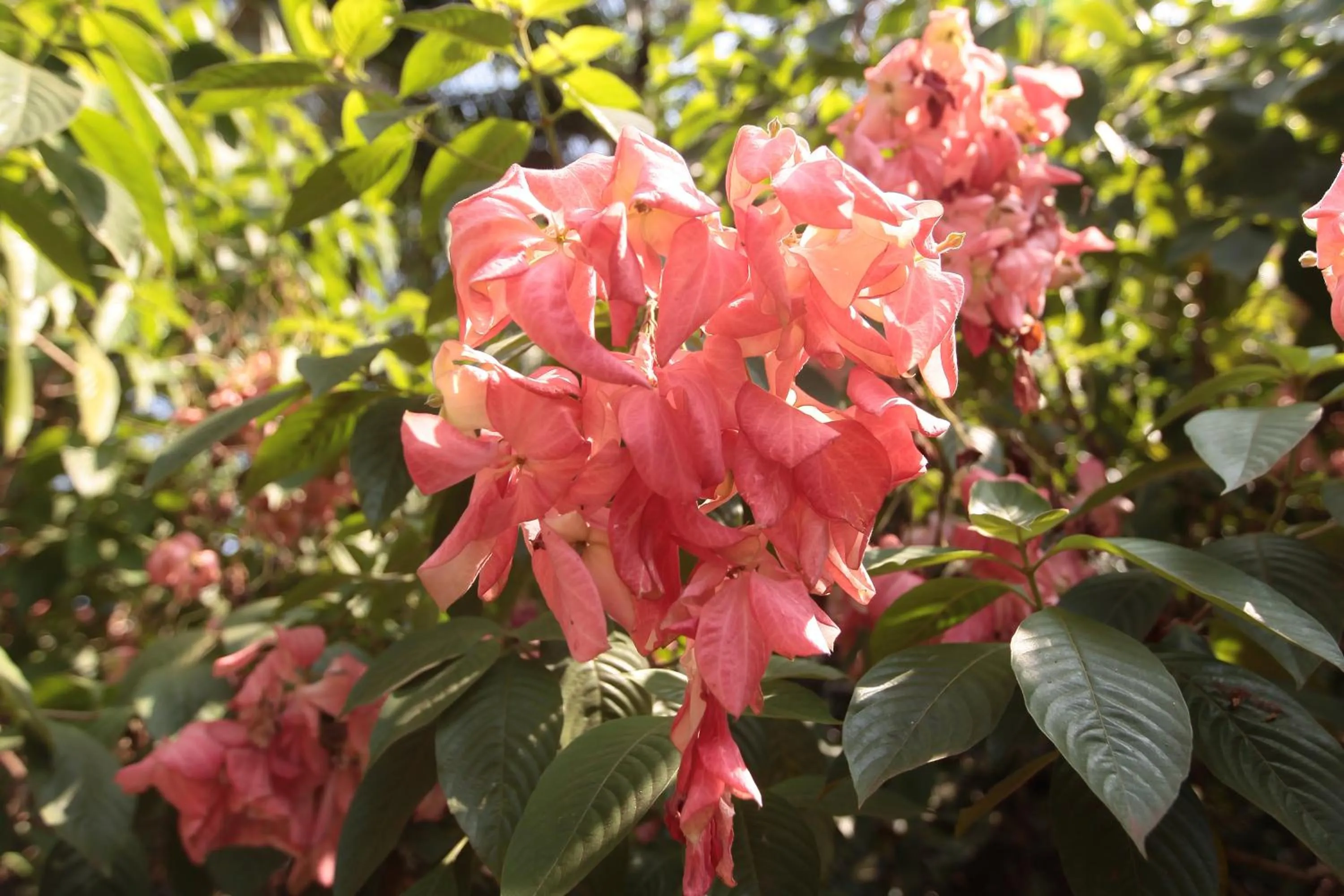 Garden in Presa di Goa - Managed by Smith and Appy