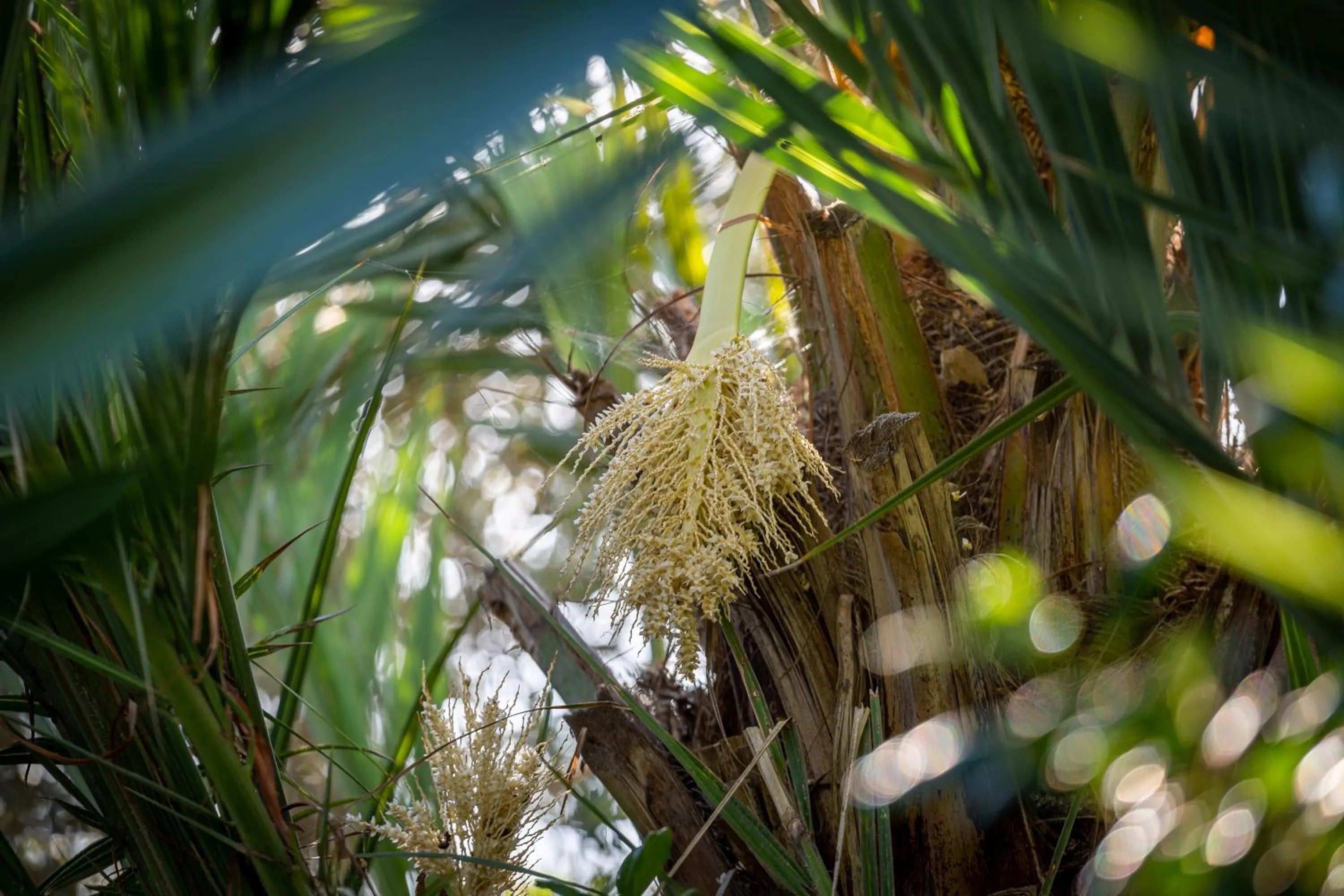 Garden in Le Riad Villa Blanche
