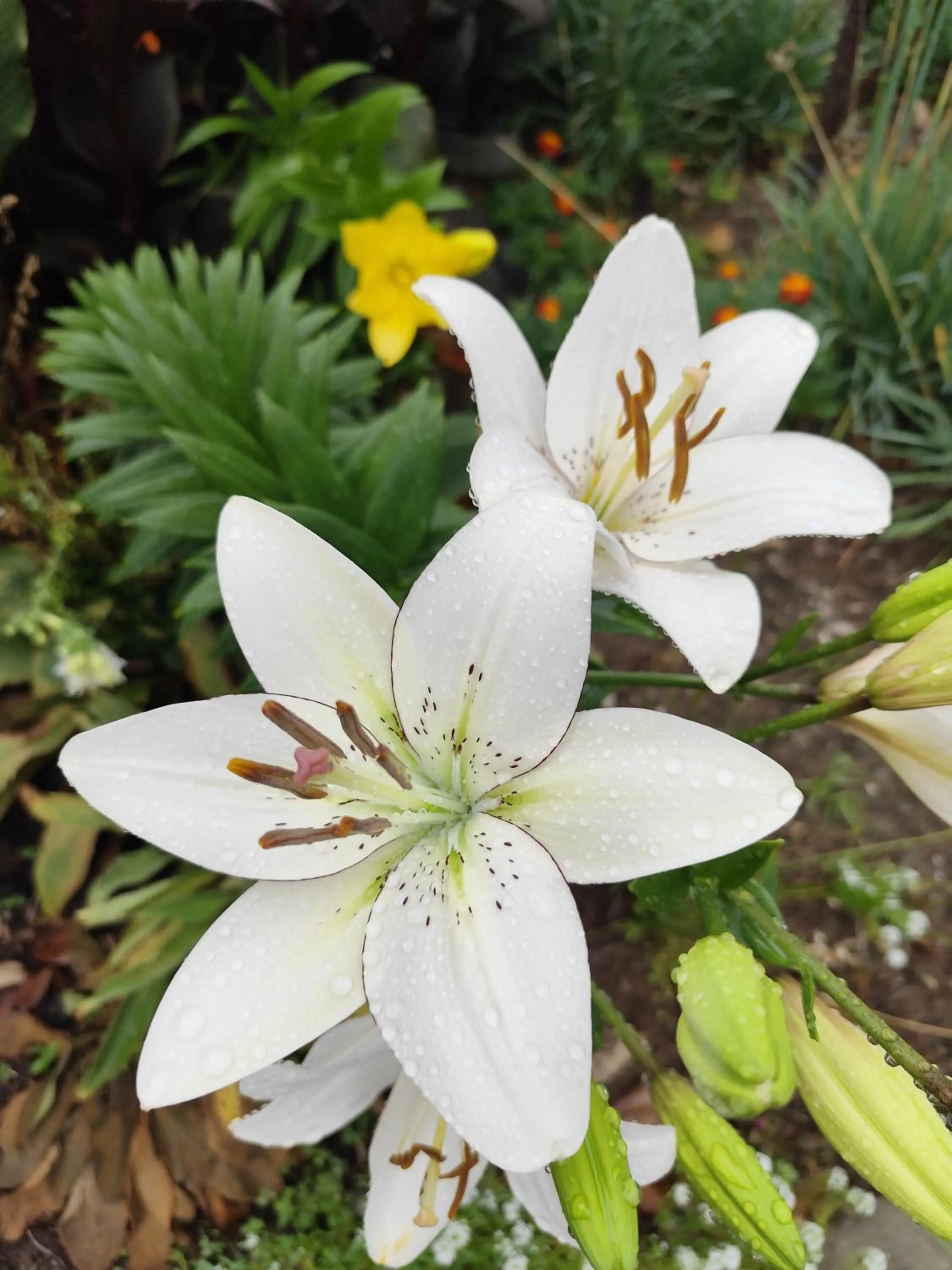 Garden view in Crows Nest Motel