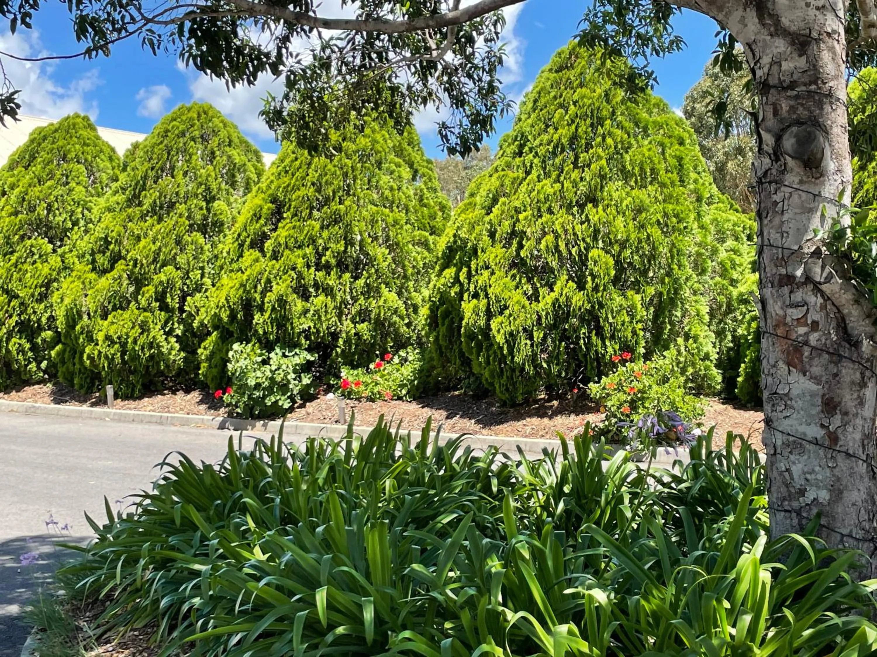 Garden in Crows Nest Motel