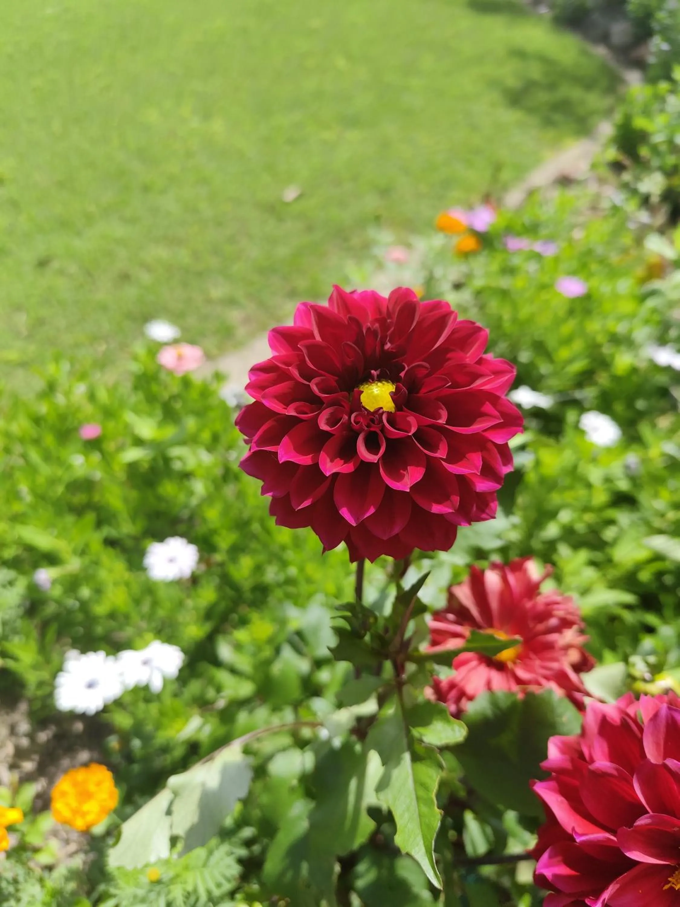 Garden in Crows Nest Motel