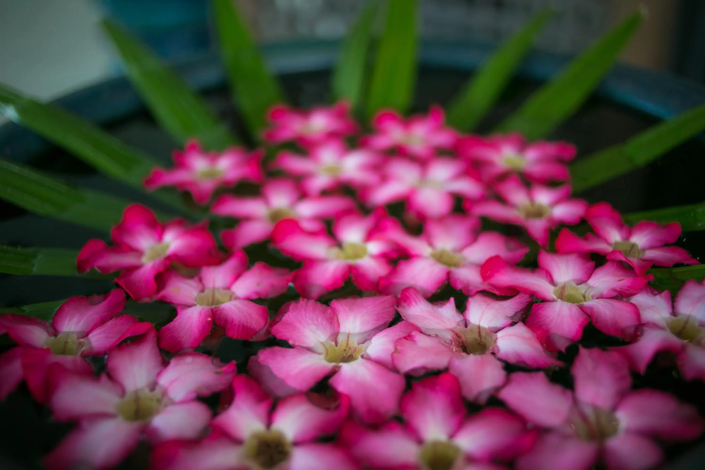 Spring in Novotel Rayong Rim Pae Resort