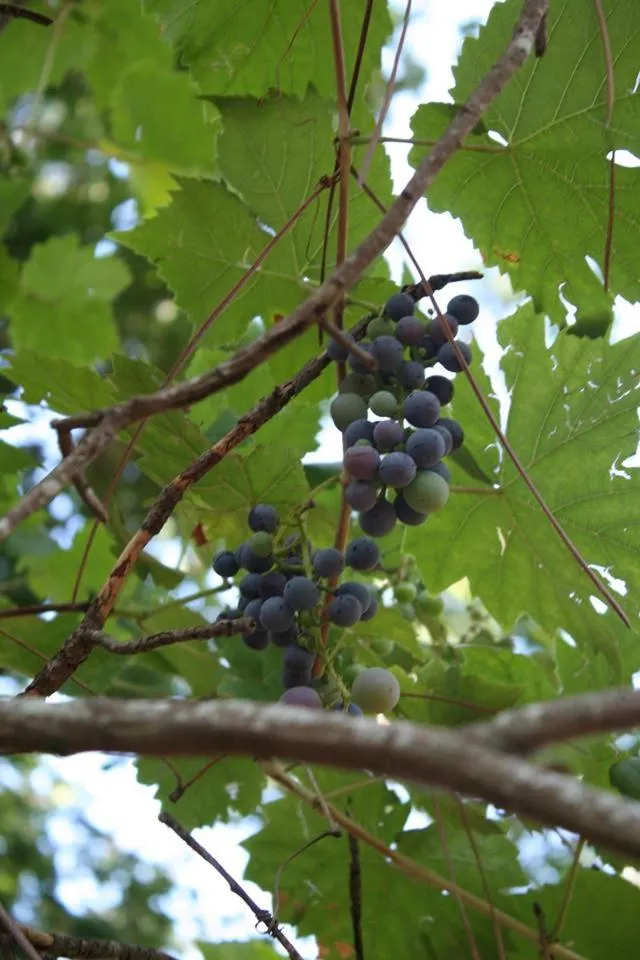 Garden in B&B Les Quatre Vents