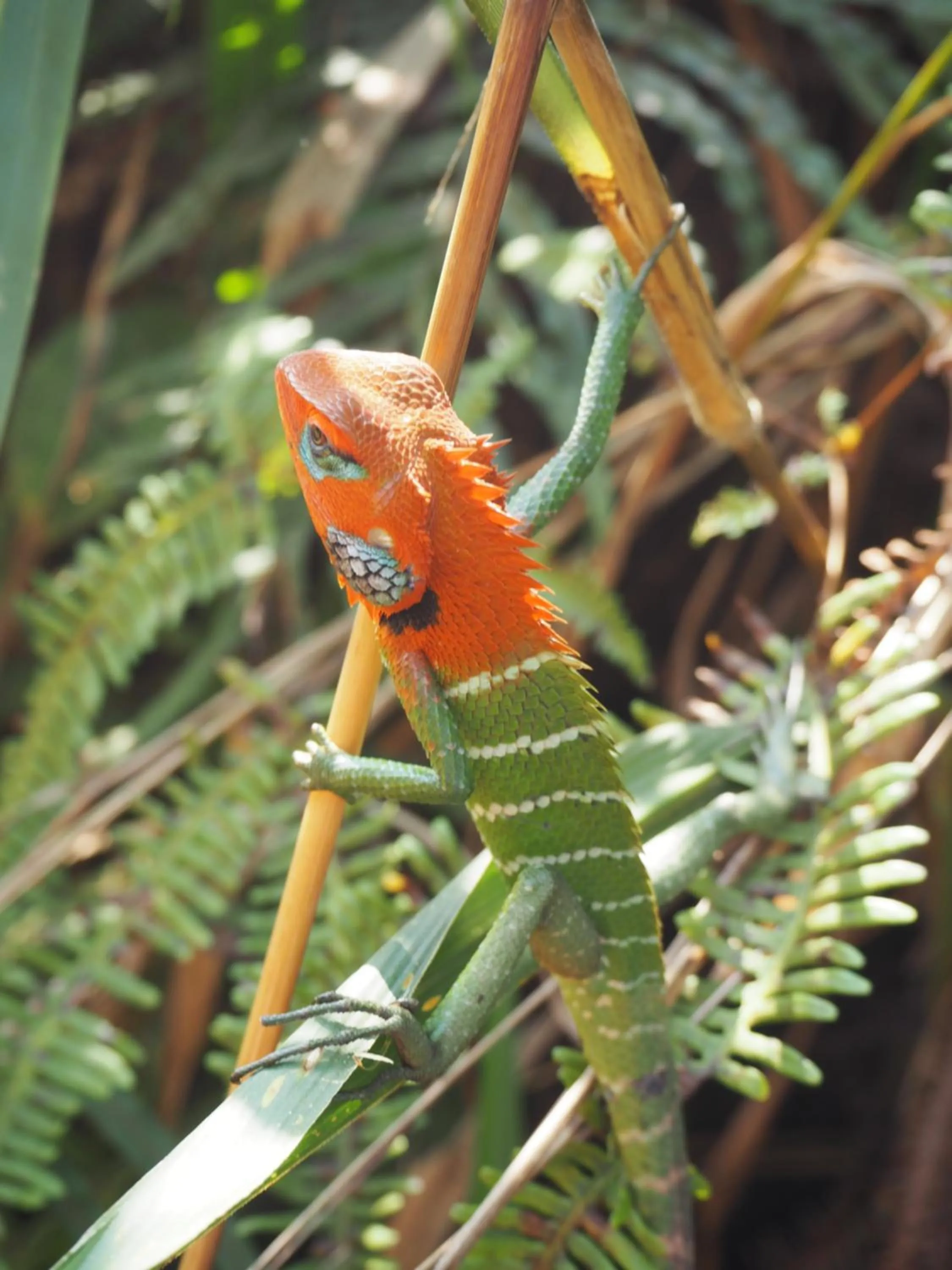 Animals, Other Animals in Green turtle
