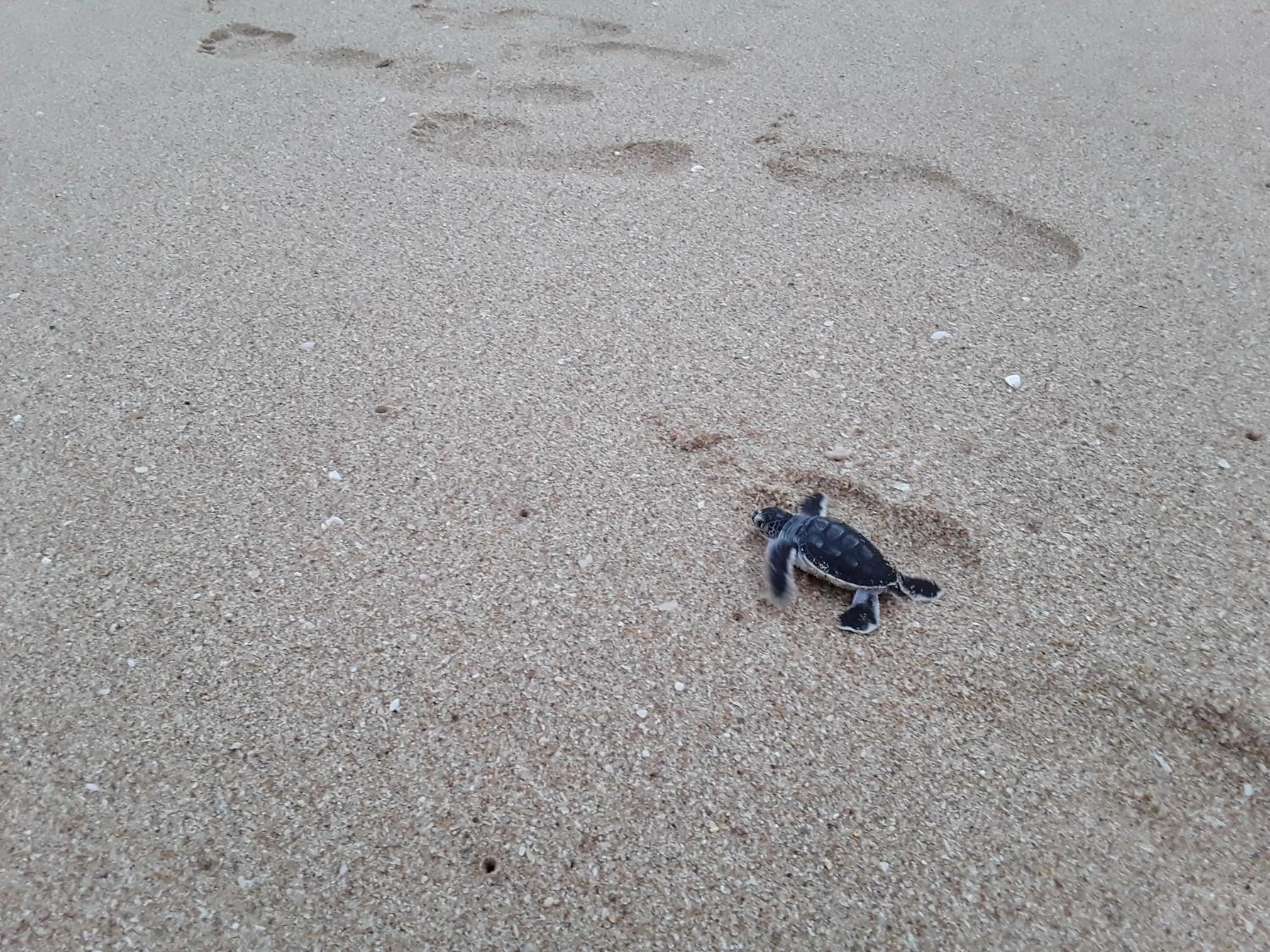 Animals, Other Animals in Green turtle