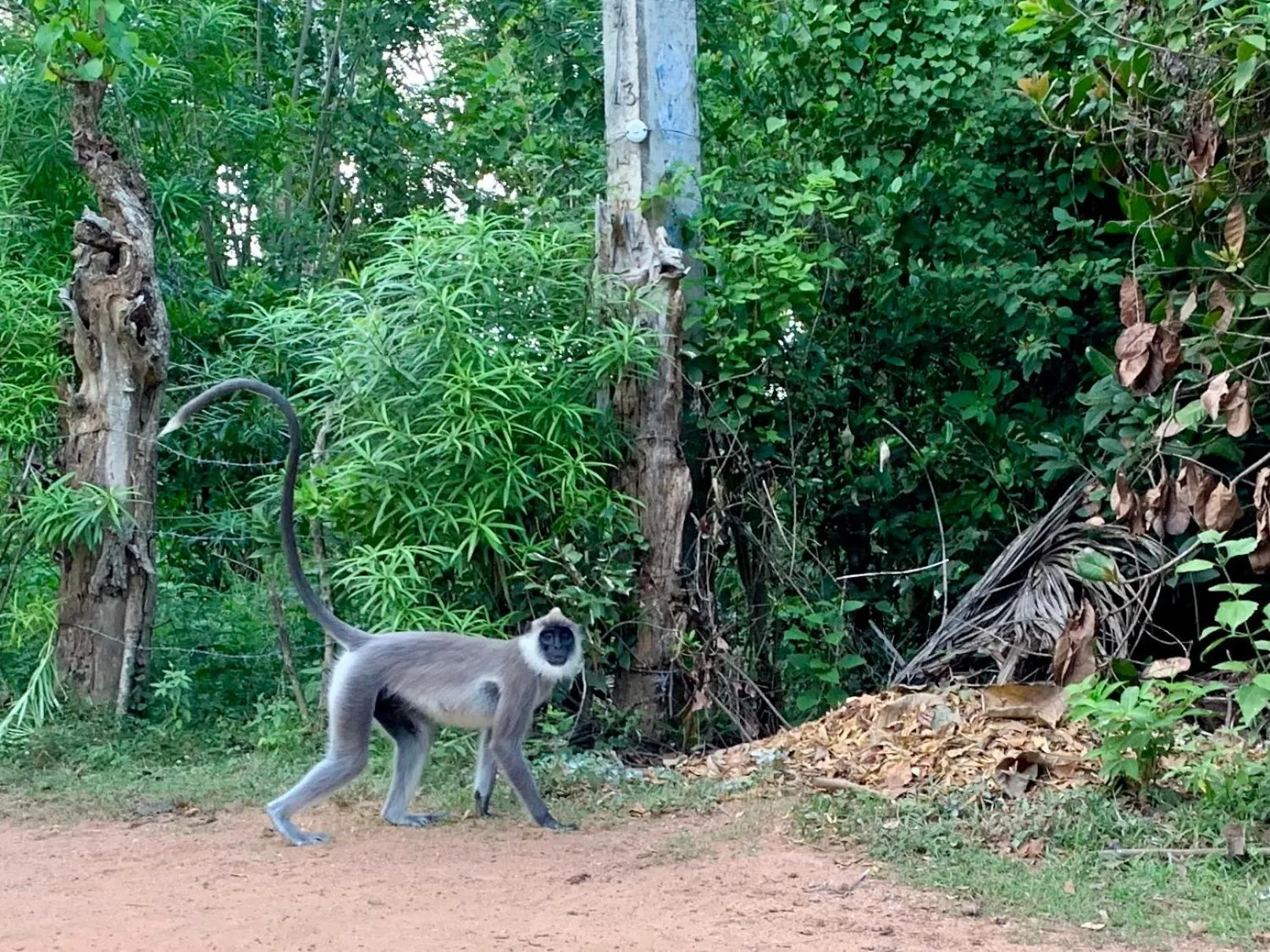 Other Animals in Green turtle