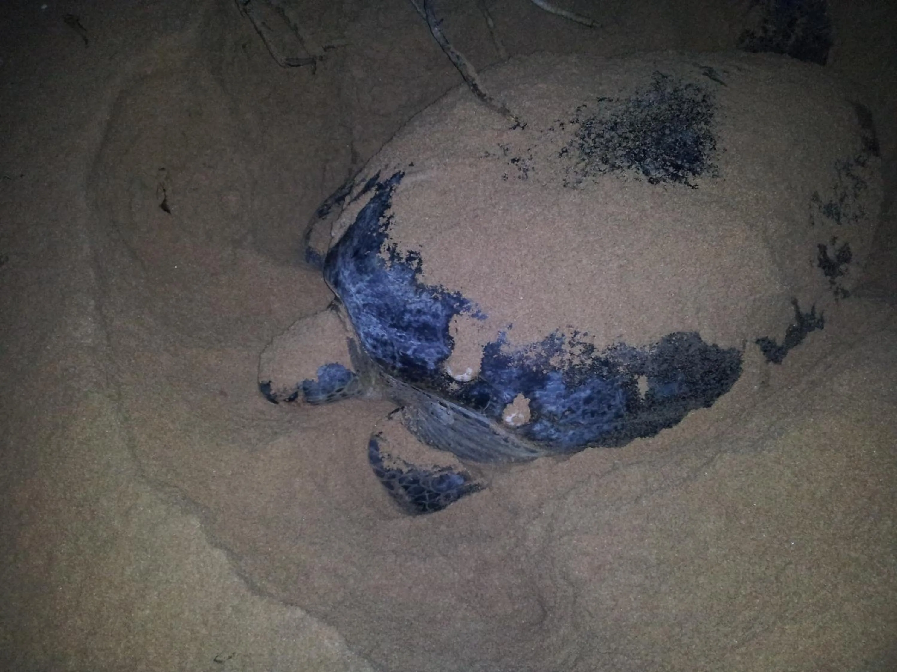 Animals in Green turtle