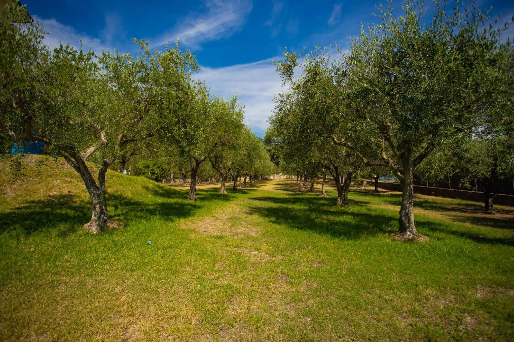 Garden in Residenza Giancesare Family Apartments