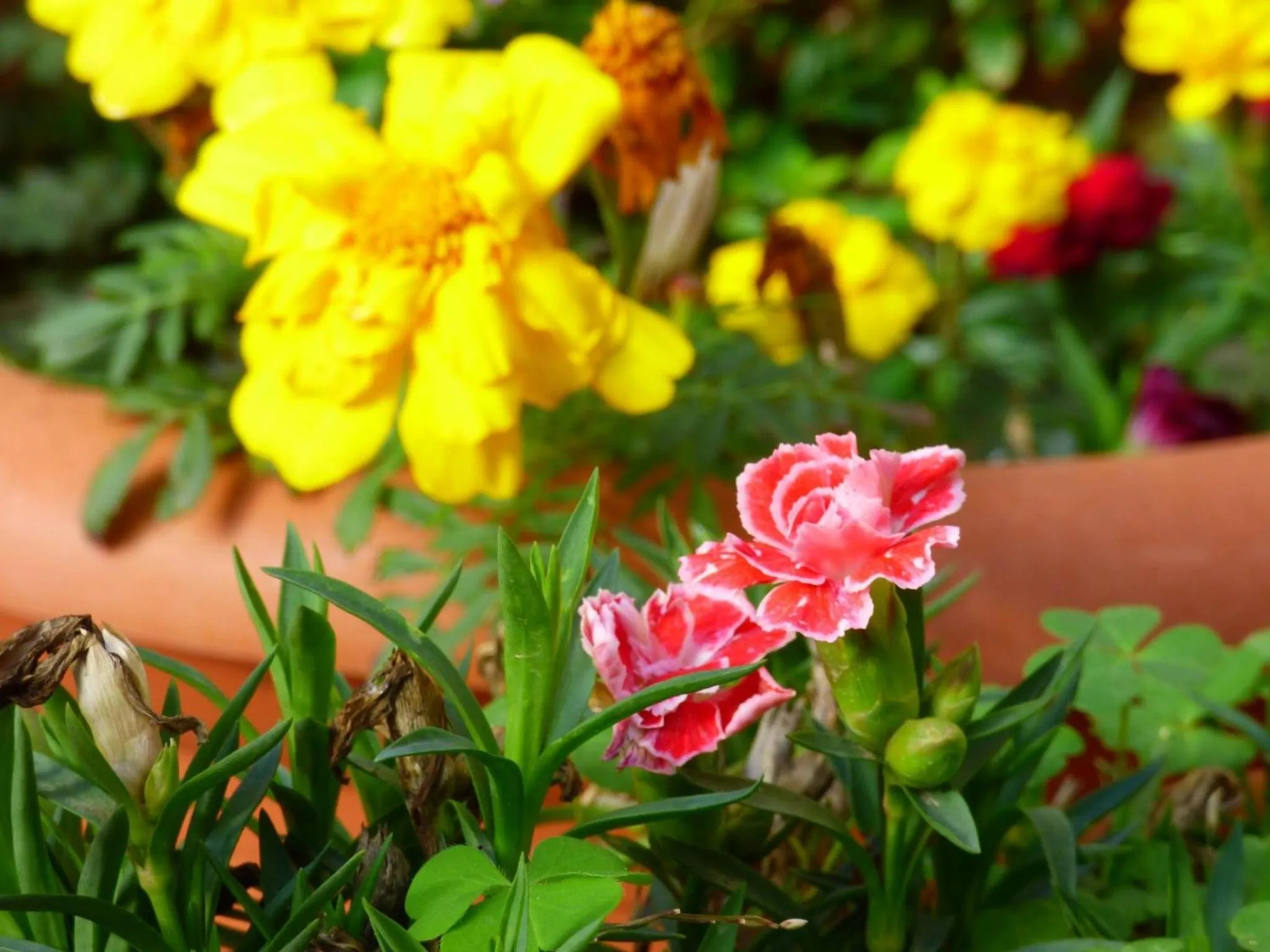 Garden in Paraiso Hostel