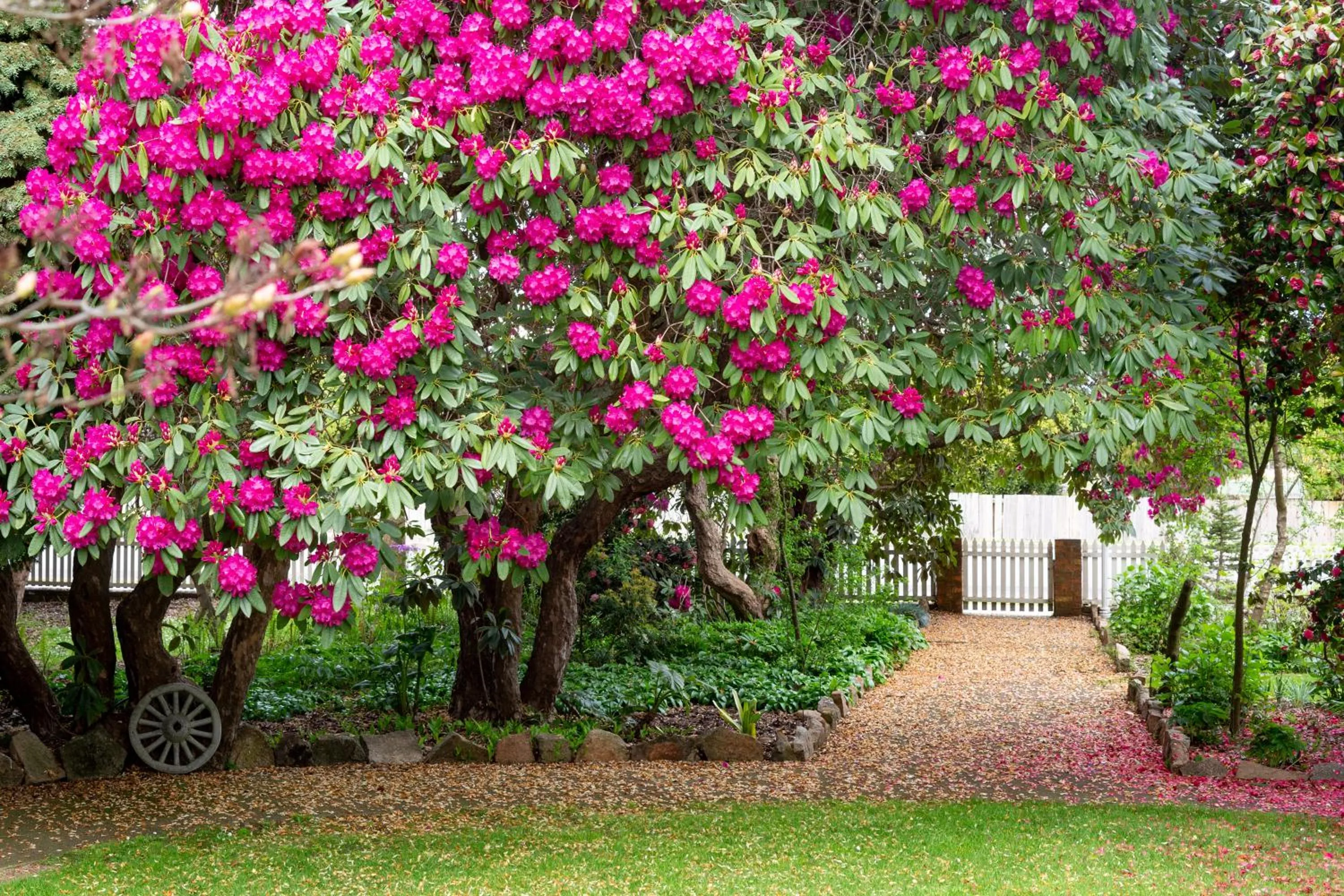 Garden in Anabel's of Scottsdale