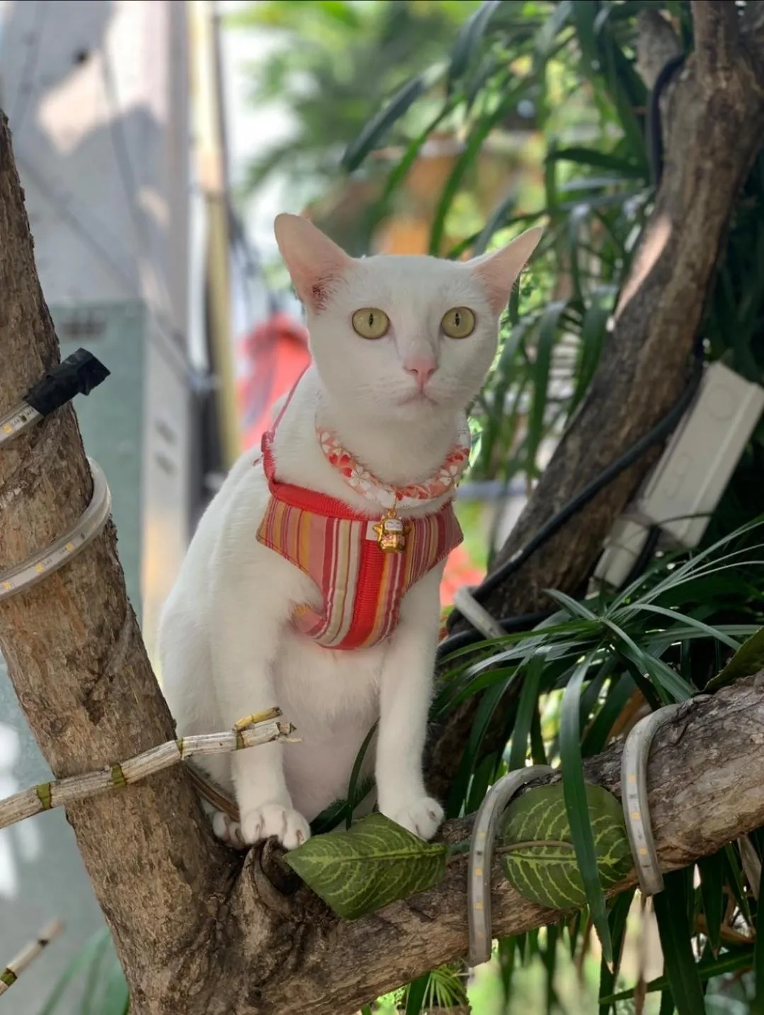 9 SUITE Luxury Boutique Hotel