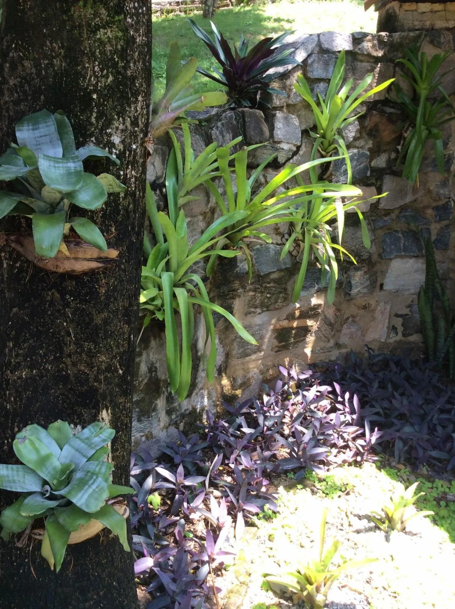 Garden in Pousada Oasis