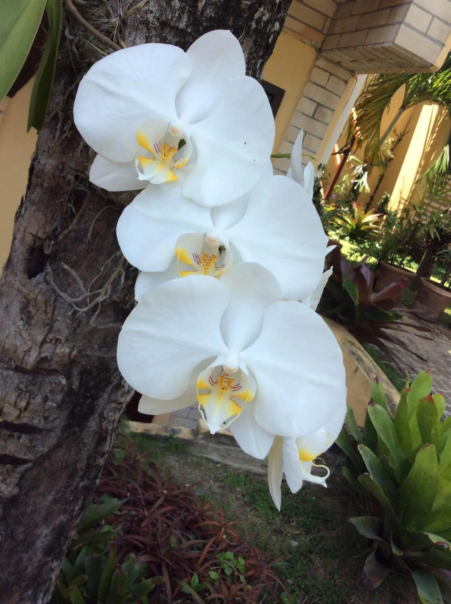 Decorative detail in Pousada Oasis