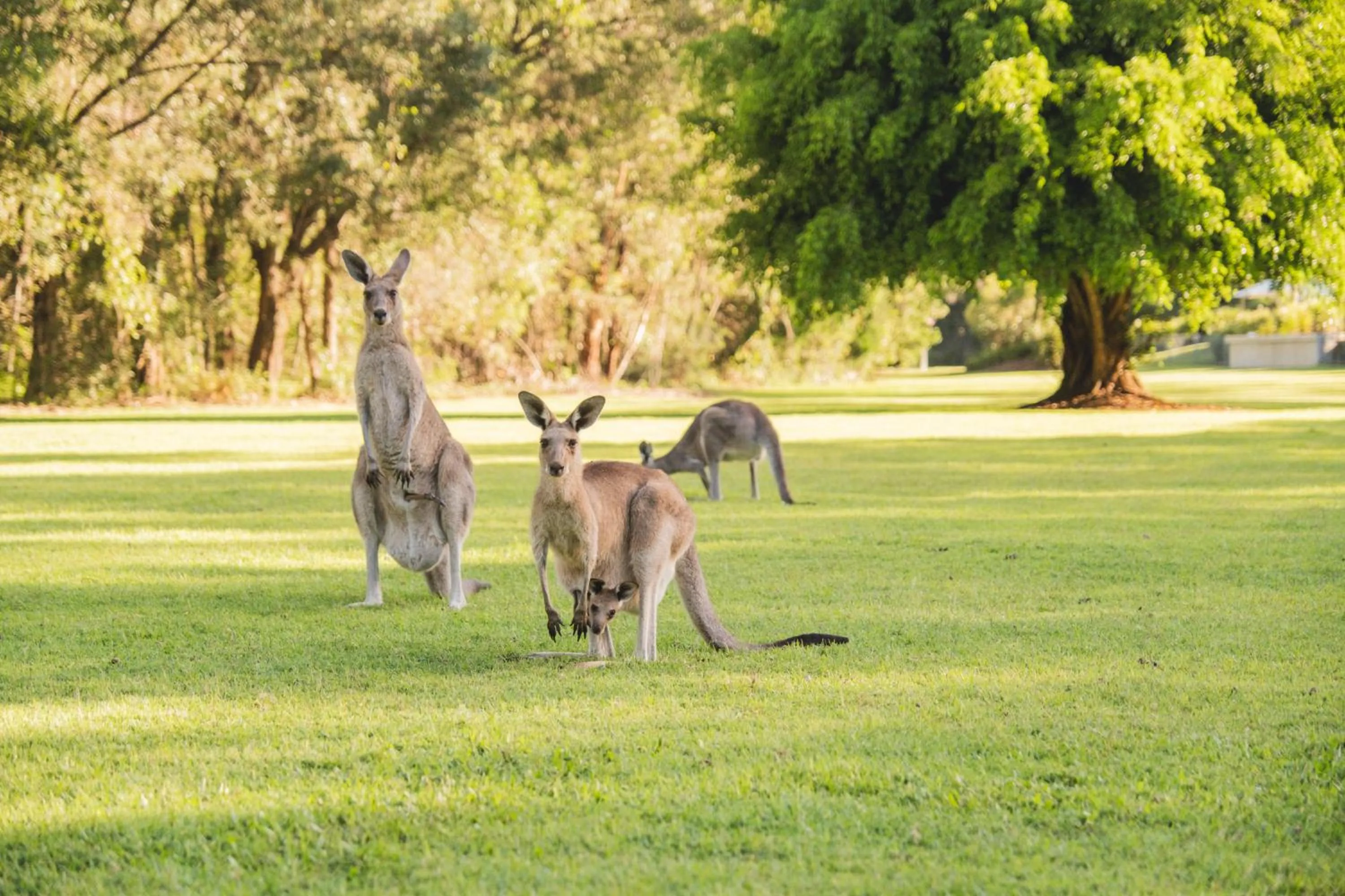 Animals in Beach Road Holiday Homes