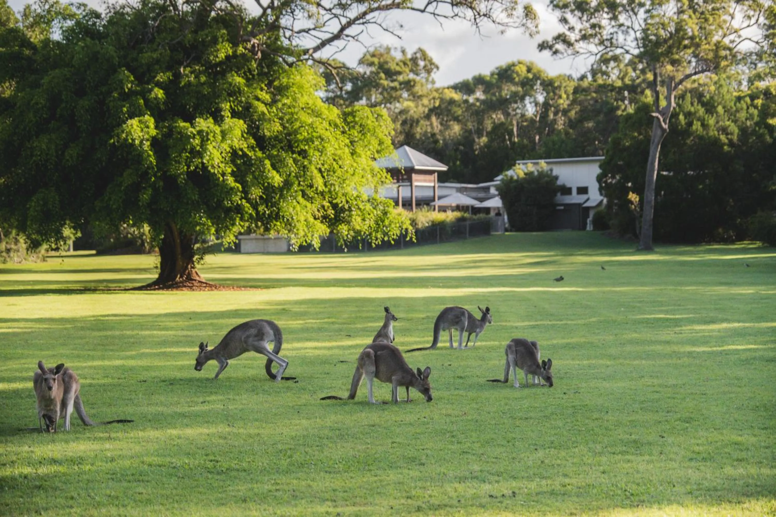Animals in Beach Road Holiday Homes