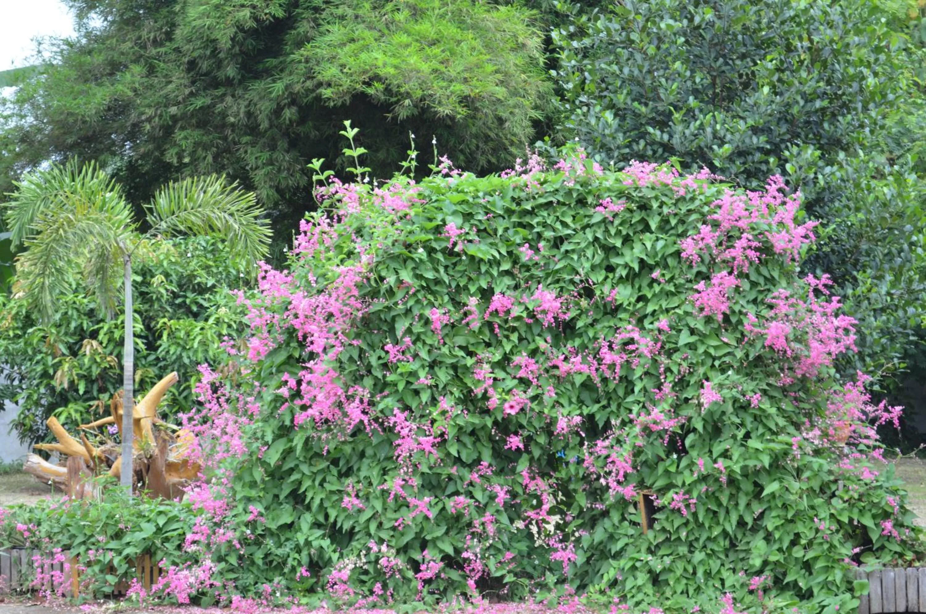 Home Stay Stc Bed And Breakfast