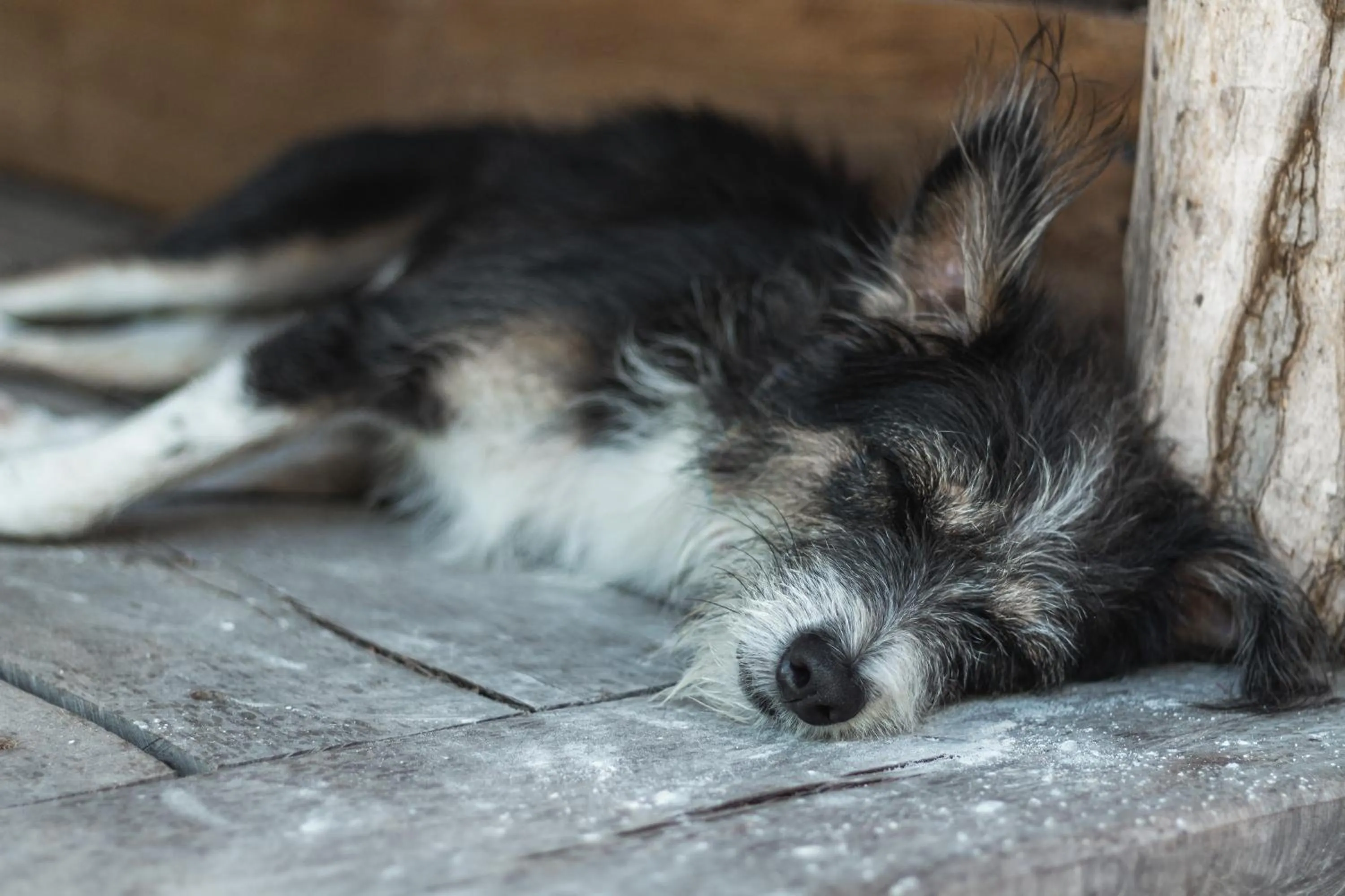 Animals in Chill Kanil