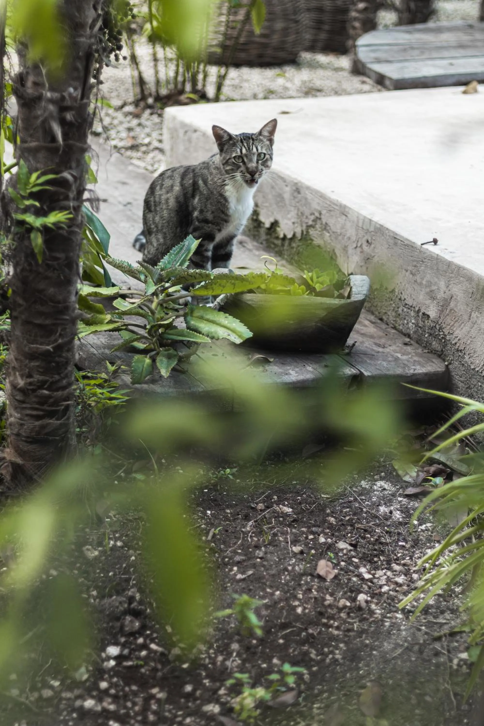 Garden in Chill Kanil