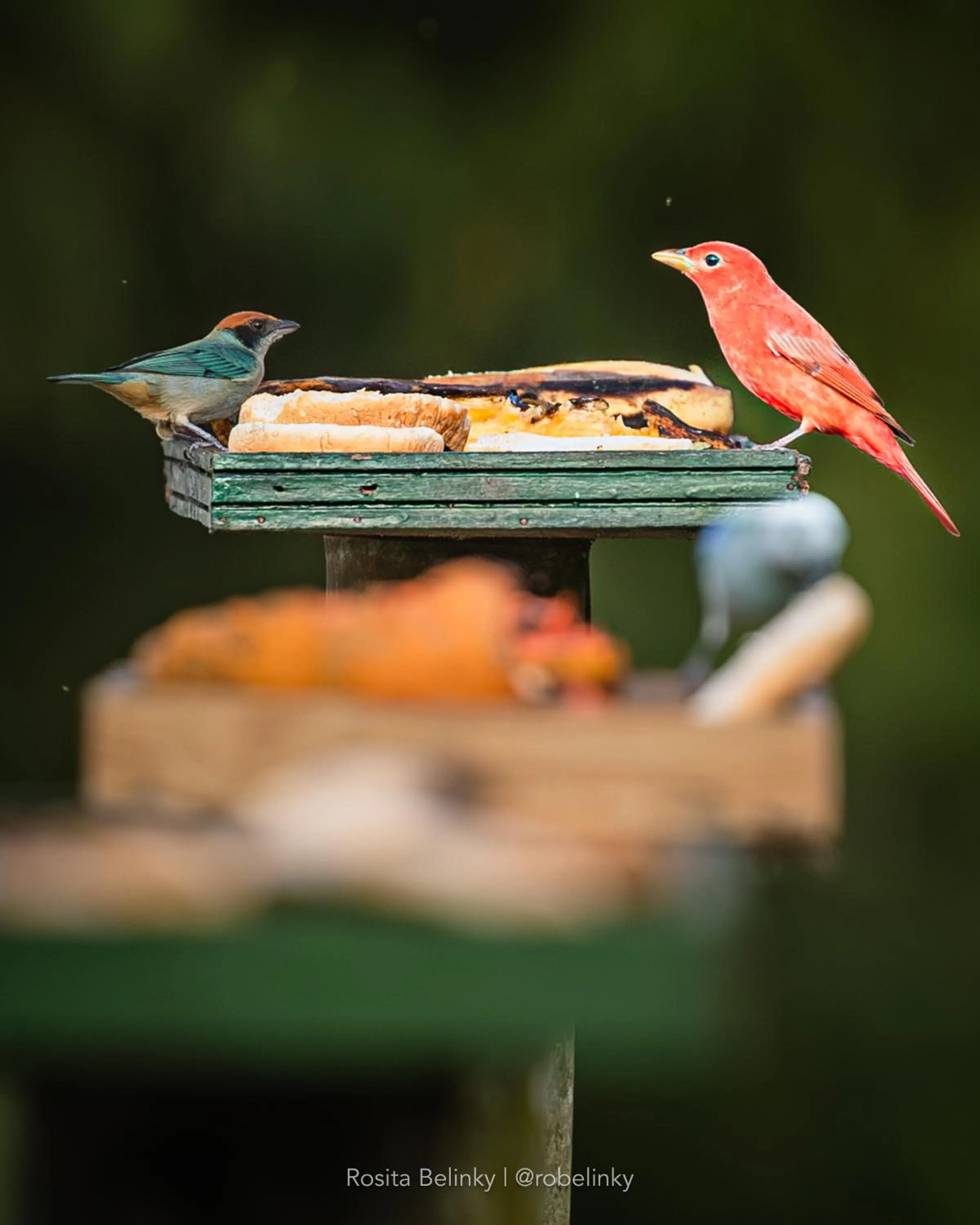 Natural landscape in Hotel campestre La Floresta