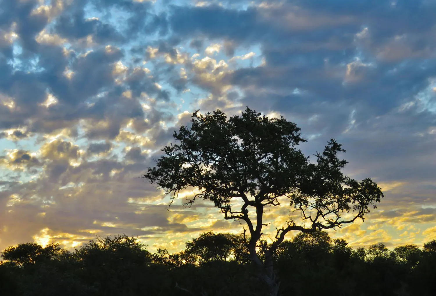 Natural landscape in Wild Dog Guest Lodge