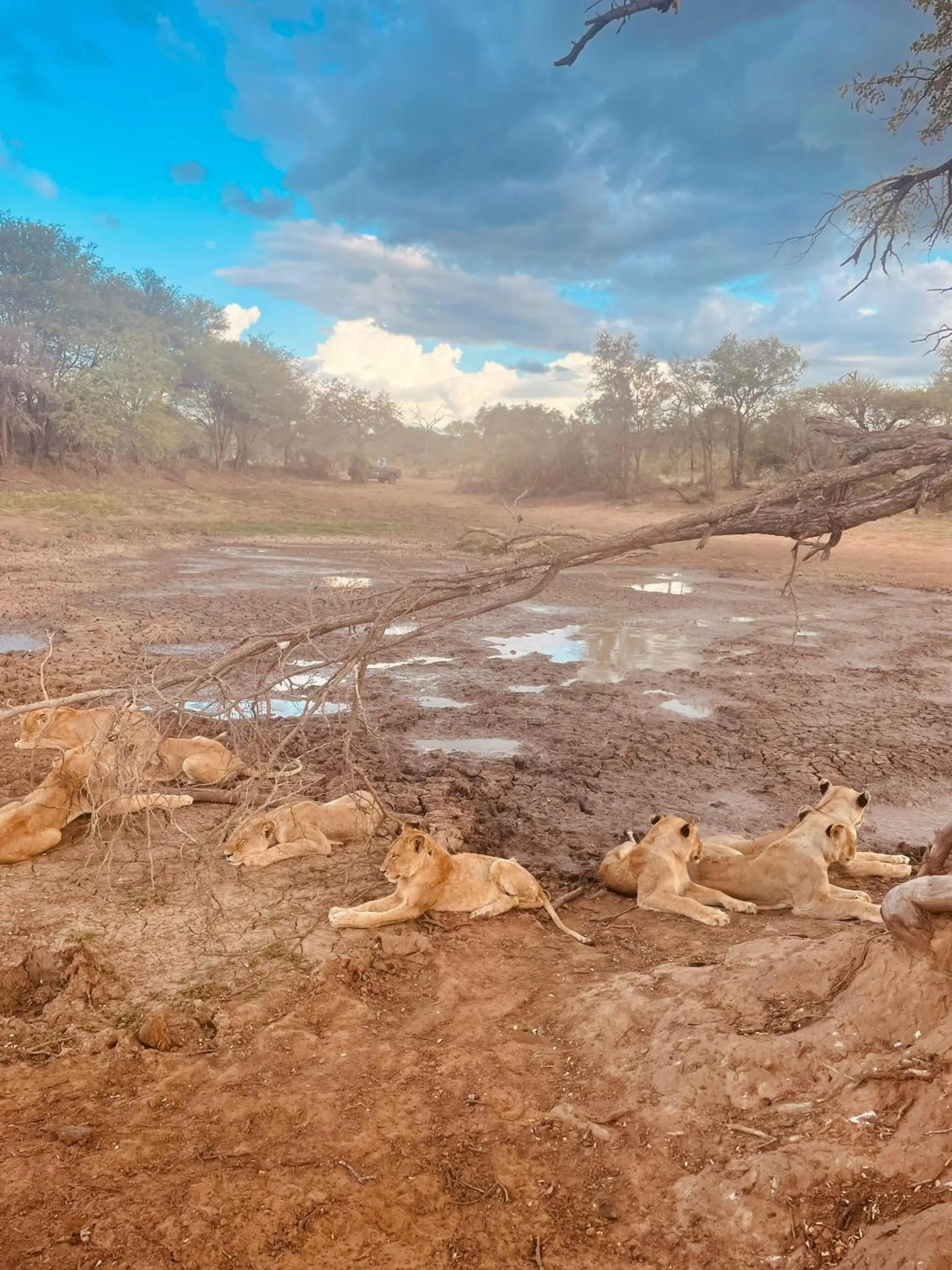 Animals in Wild Dog Guest Lodge