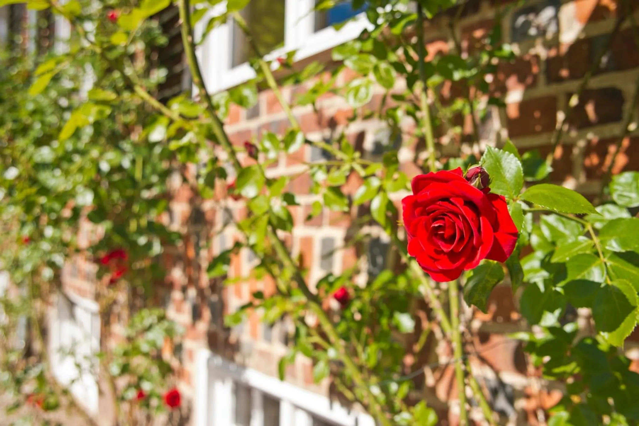 Other in Romantik Hotel Gutshaus Ludorf