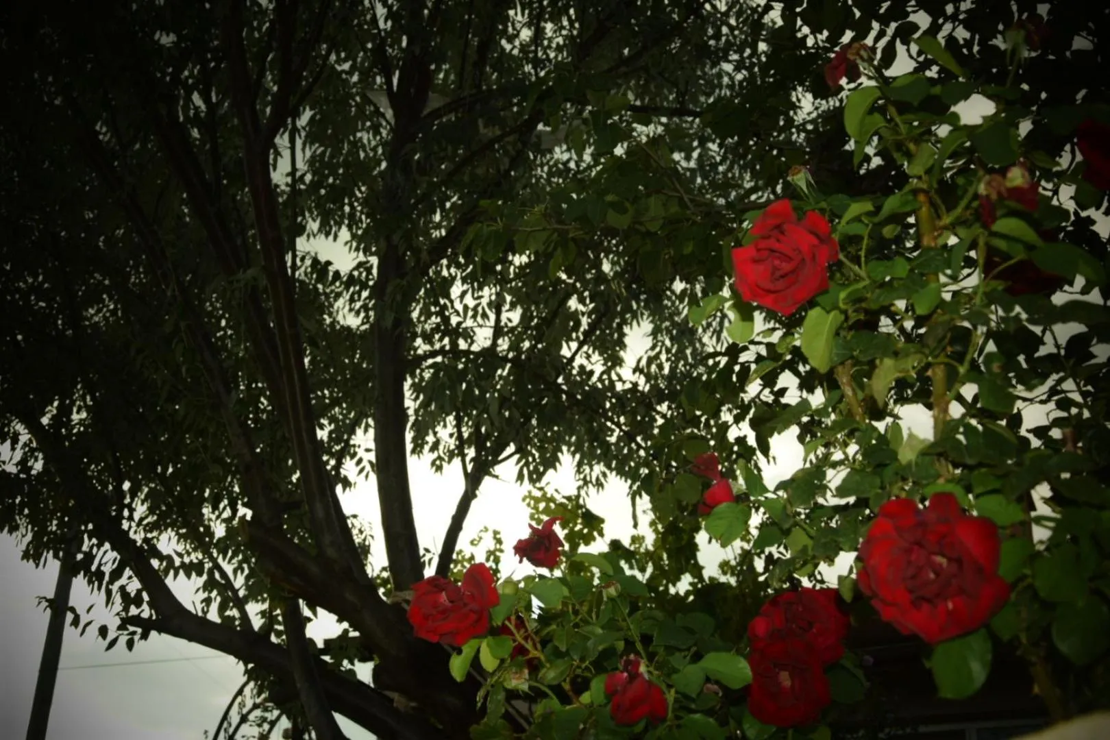 Garden in Ipekyolu Garden