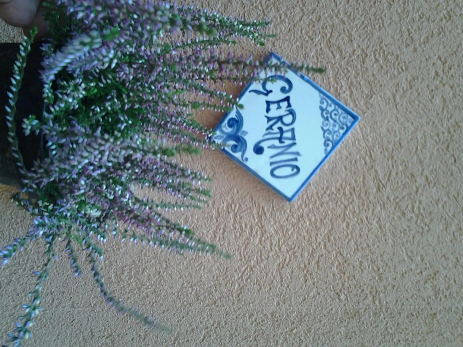 Logo/Certificate/Sign in Il Cortile Fiorito