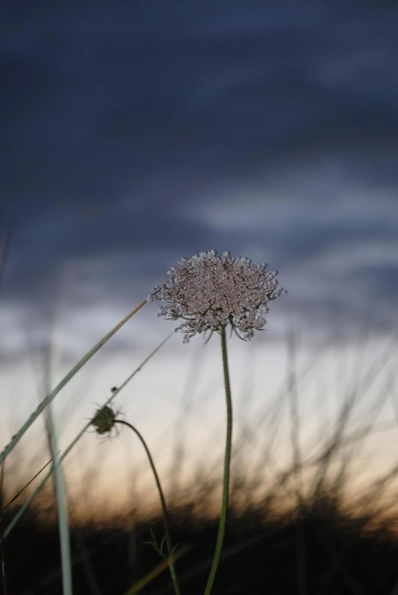 Natural landscape in Seacrest B&B