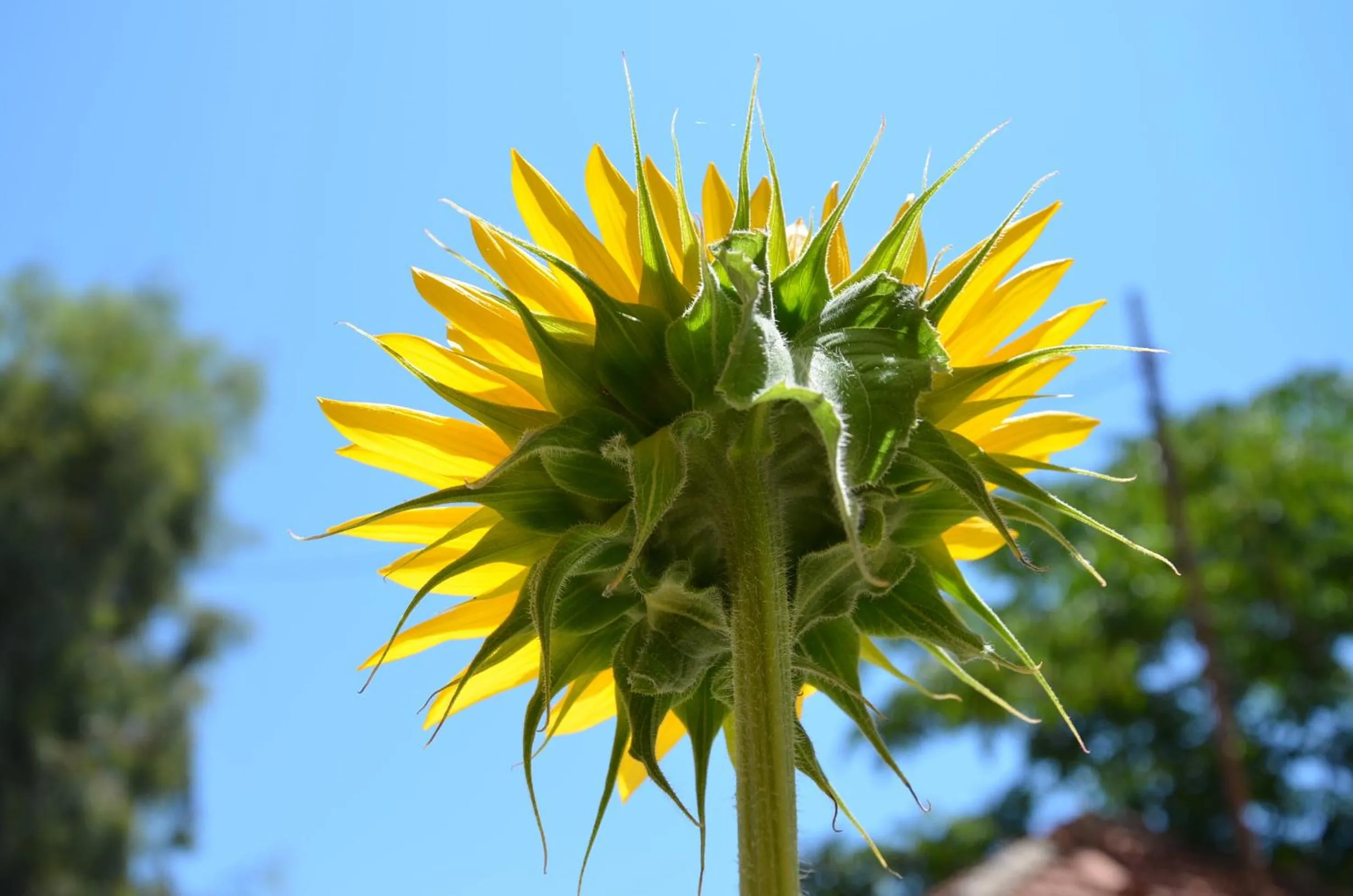 Day in Helianthus Guesthouse
