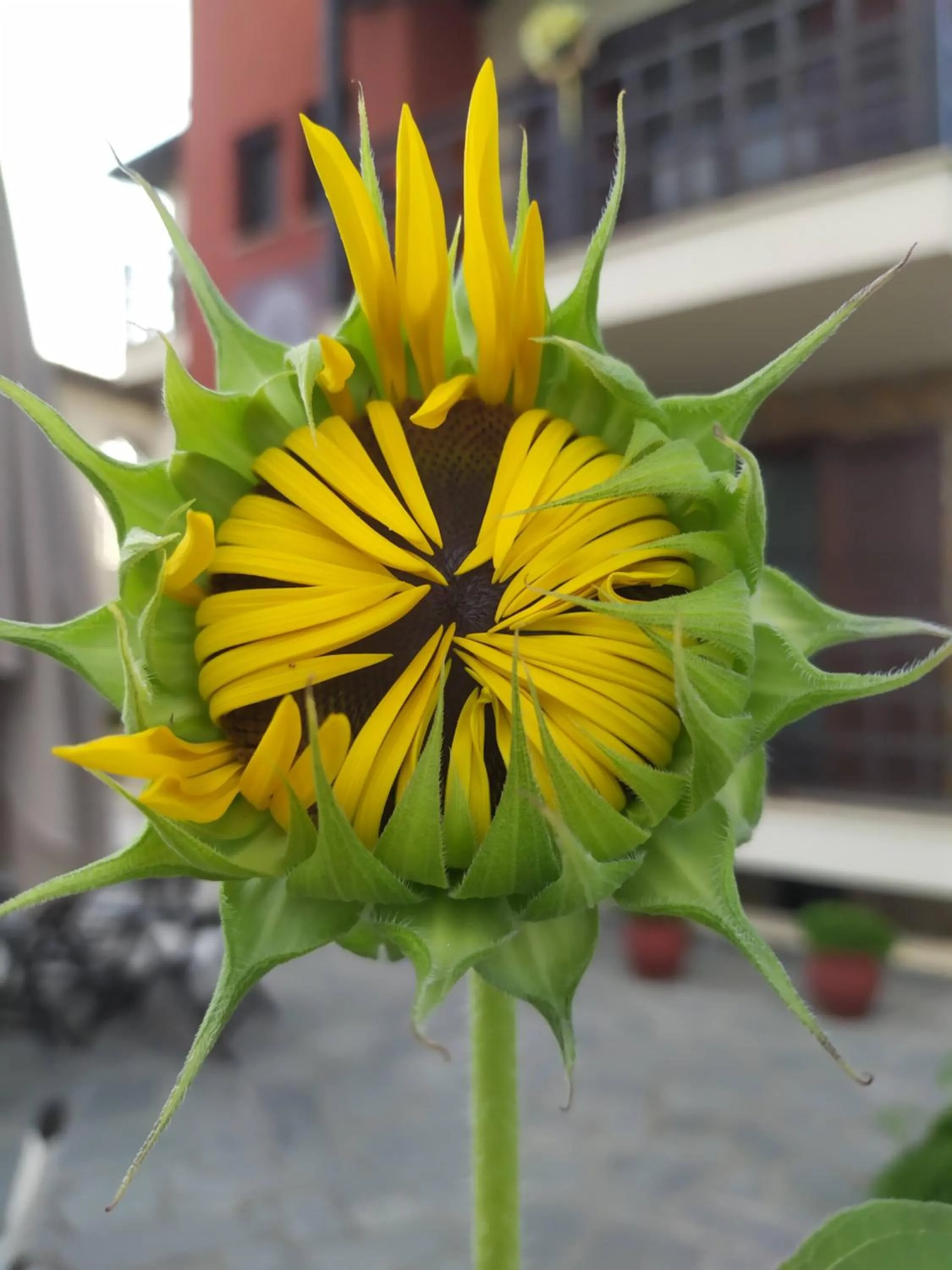 Day in Helianthus Guesthouse