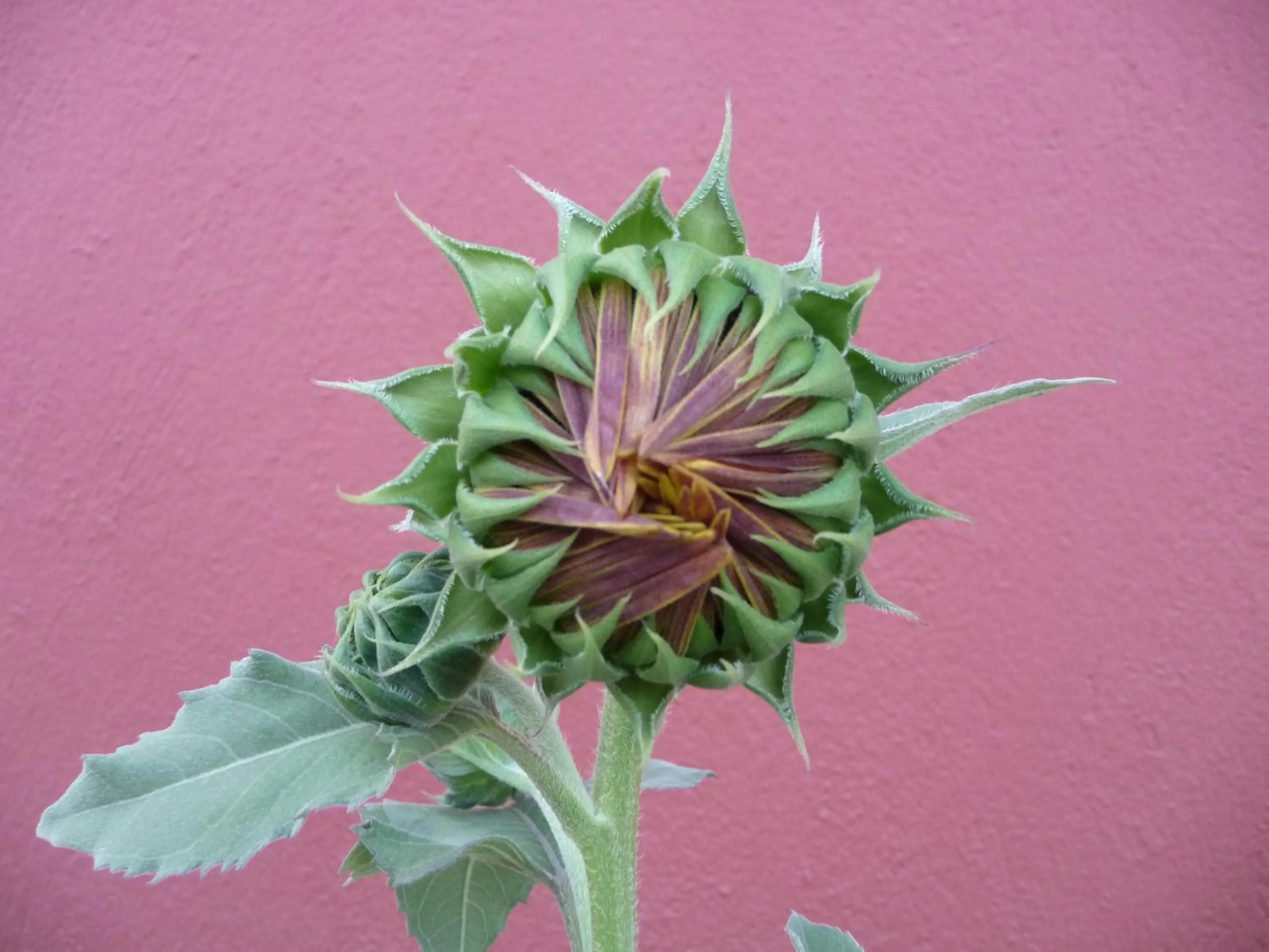Decorative detail in Helianthus Guesthouse
