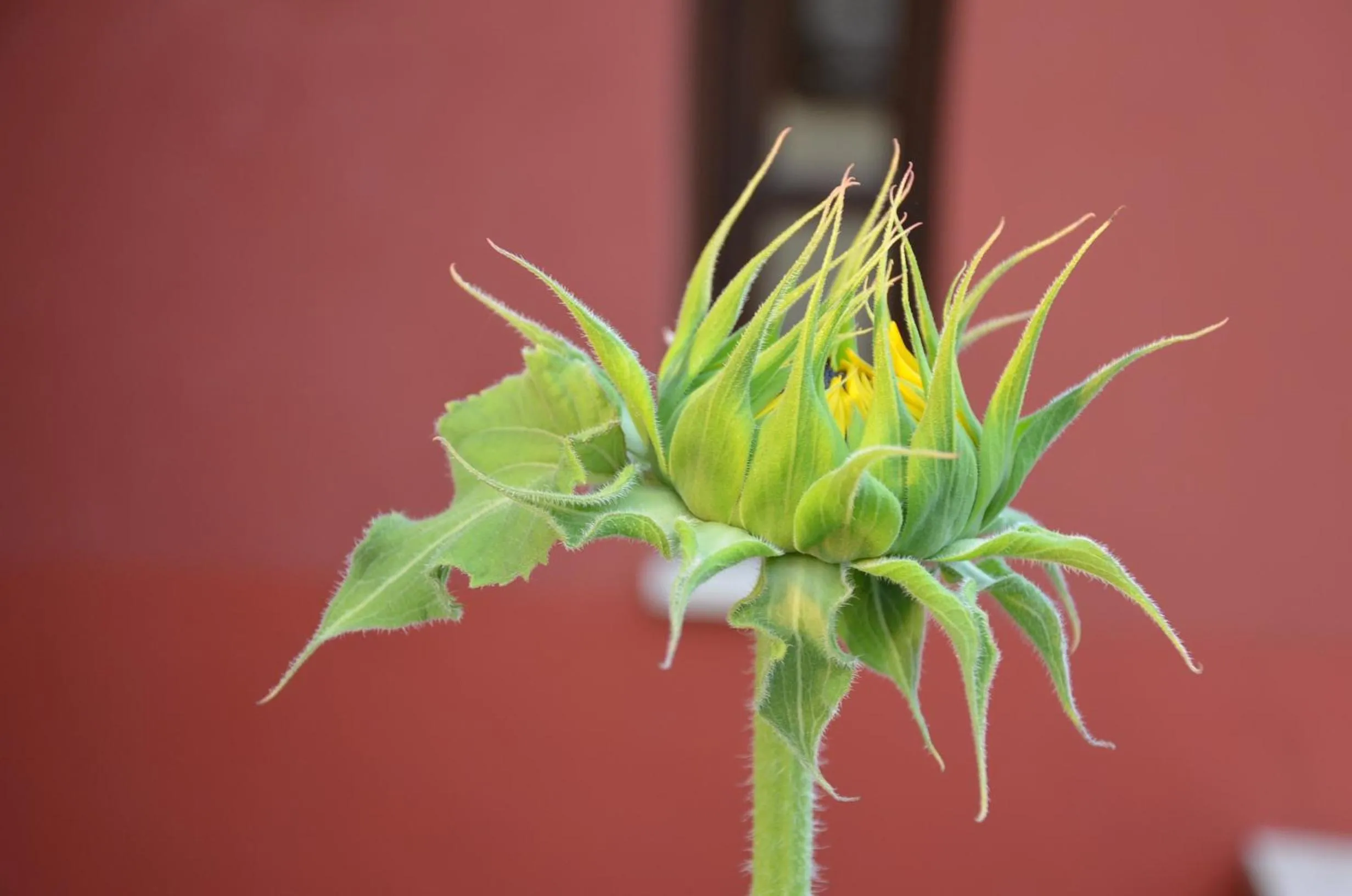 Decorative detail in Helianthus Guesthouse