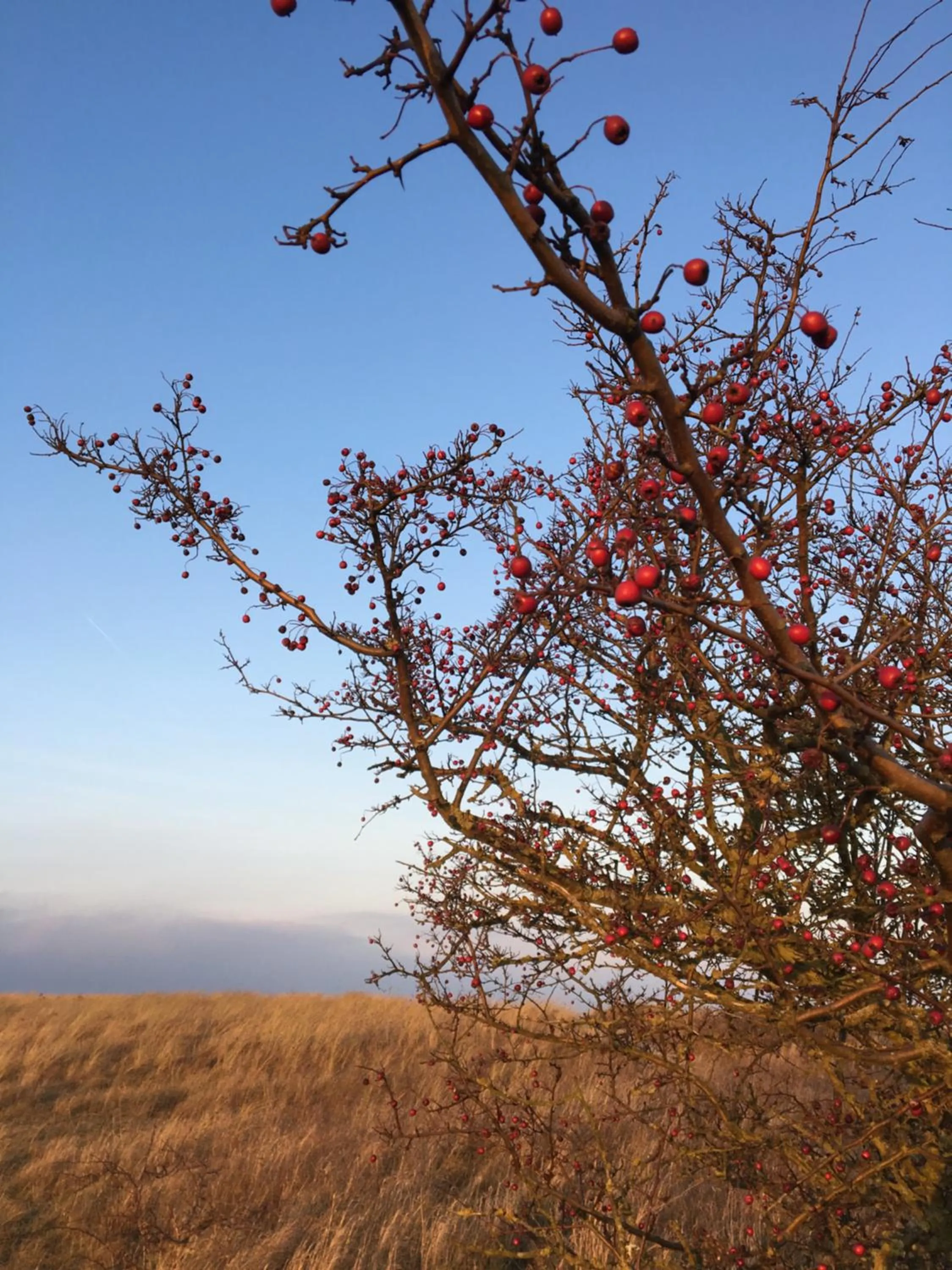 Natural landscape in Das Ostseehotel