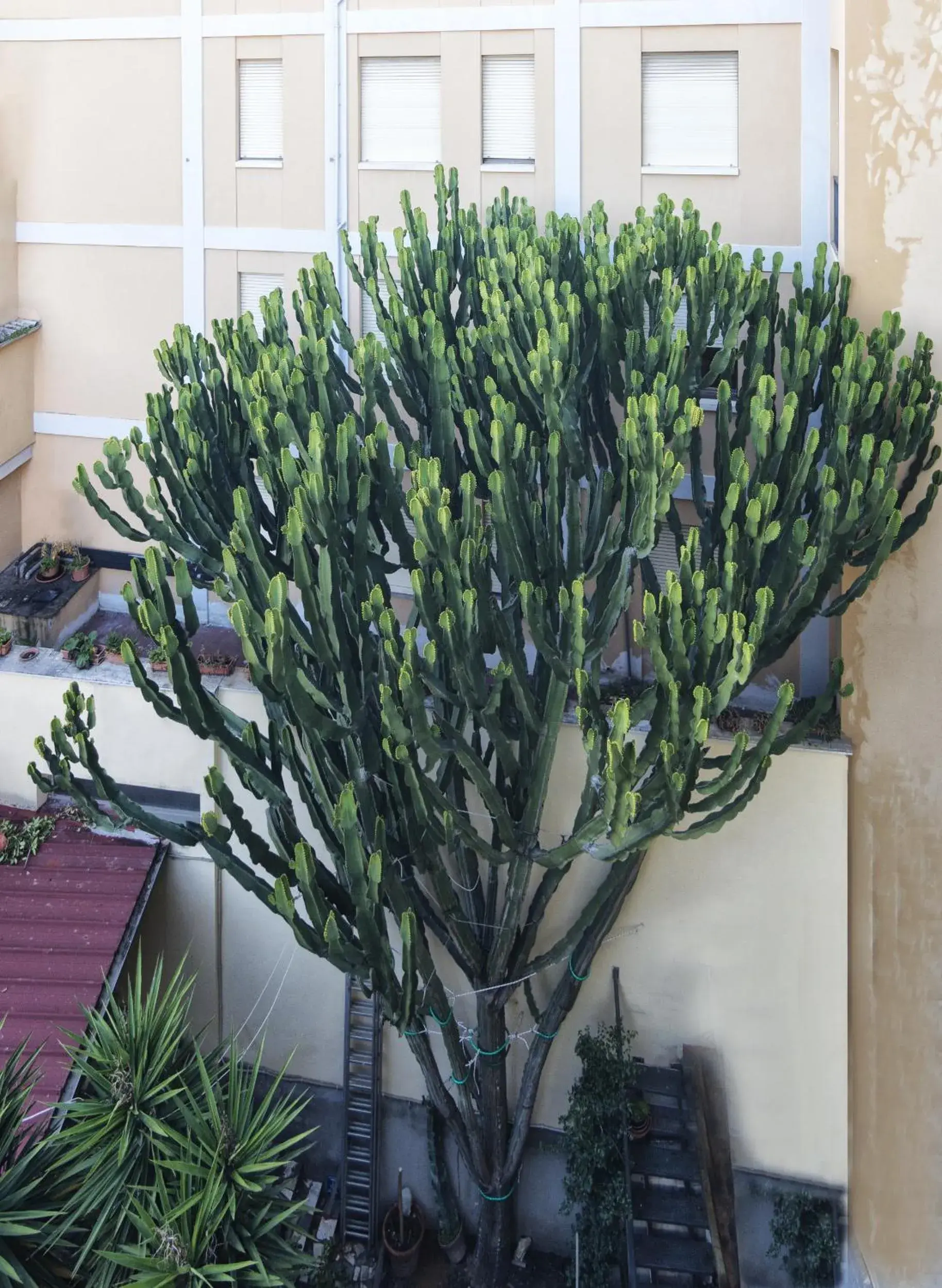 Helvetia Pisa Tower Helvetia Pisa Tower