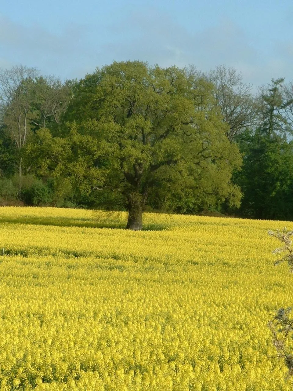 Natural landscape in Hotel Seelust