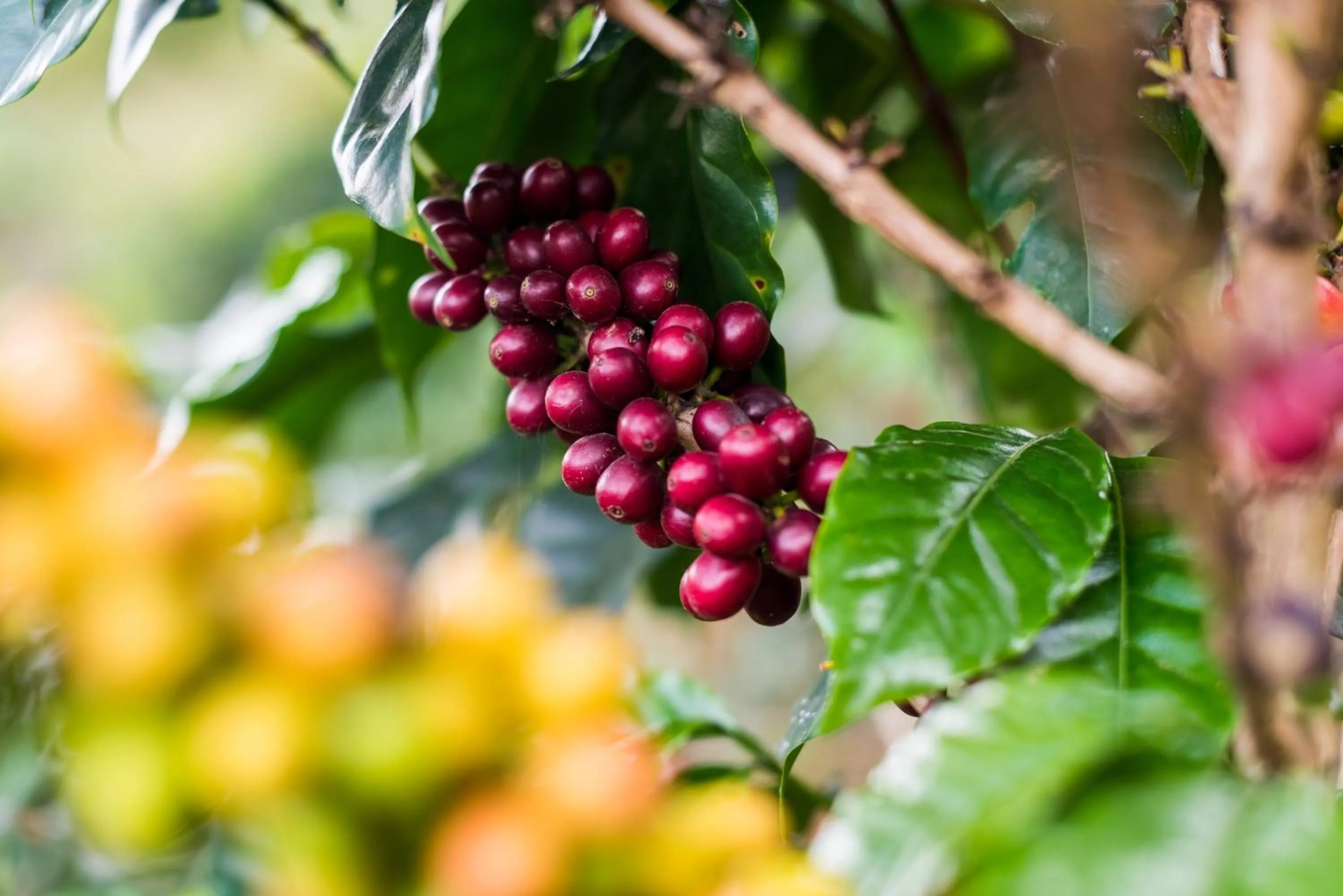 Entertainment in Ceiba by Masaya Collection