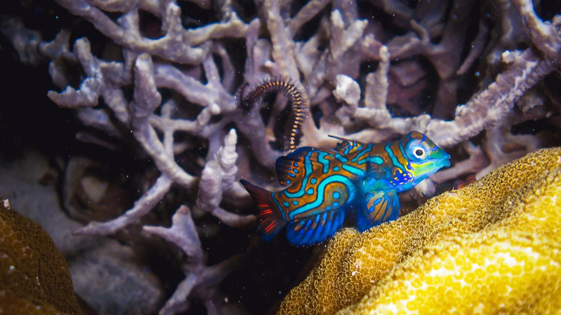 Borneo Divers Mabul Resort