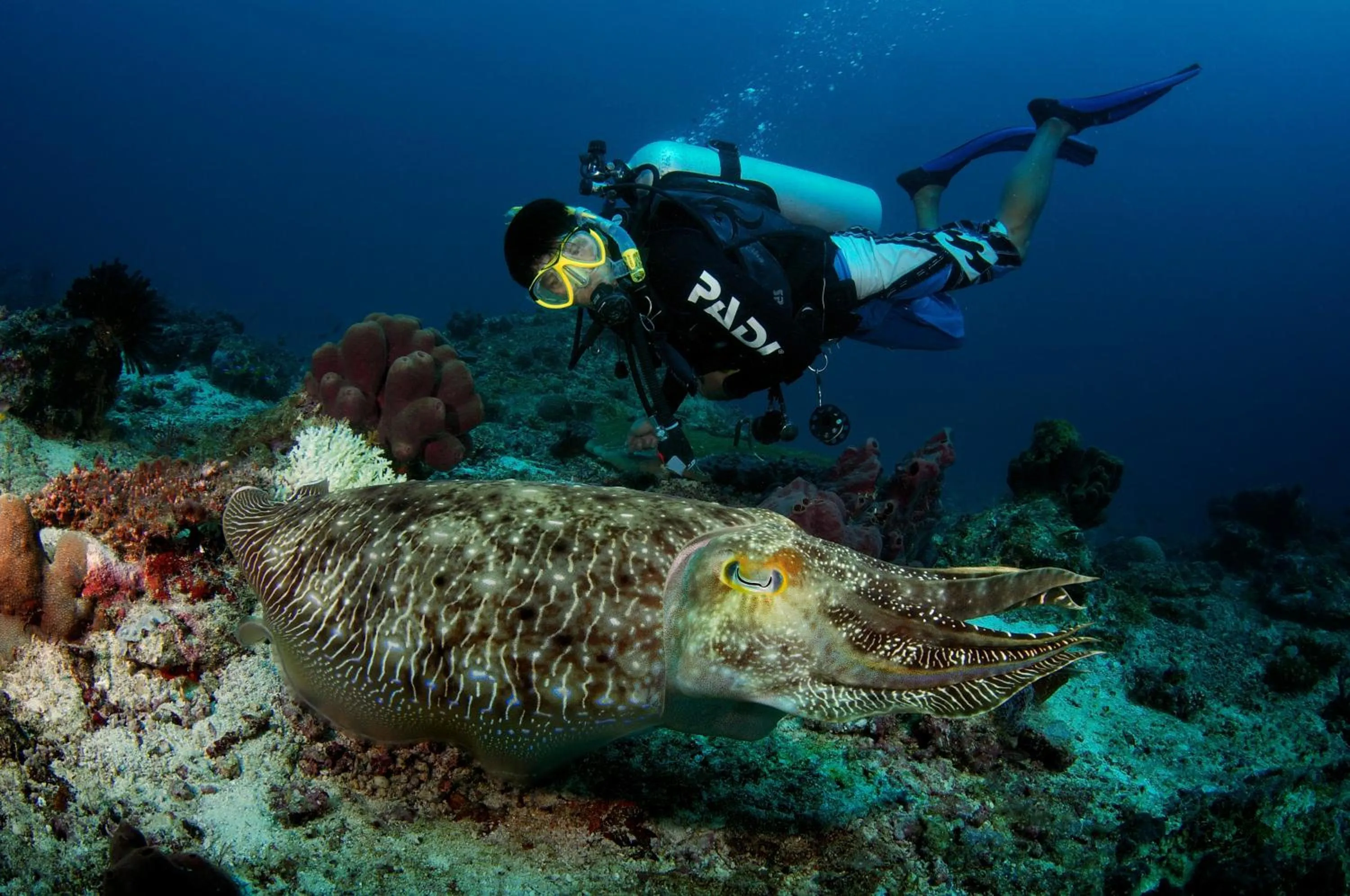 Borneo Divers Mabul Resort